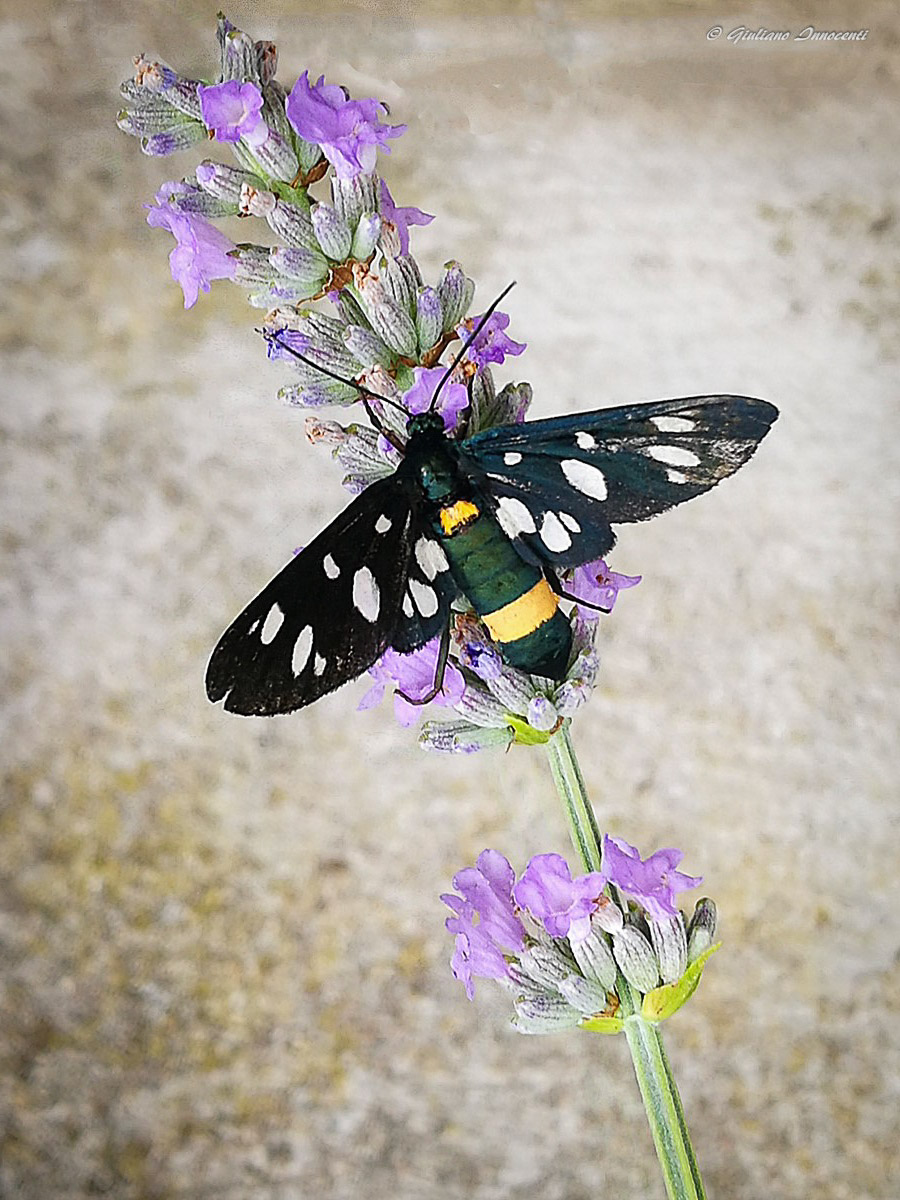 Nine-spotted moth-Test Huawei P9 Plus