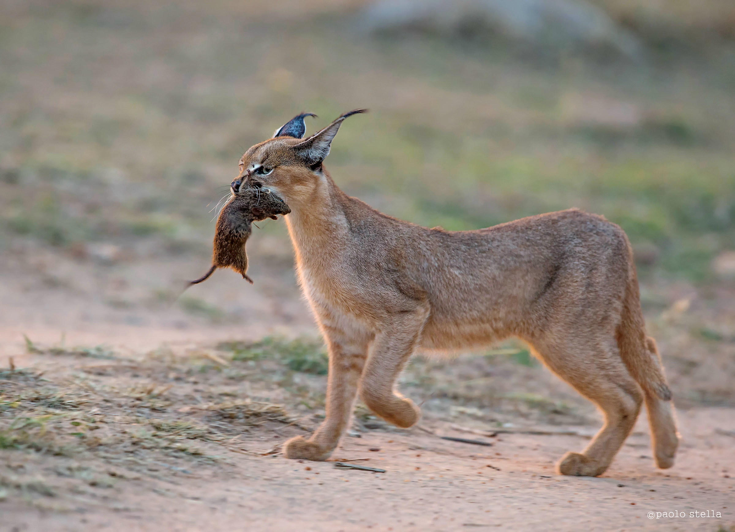 proud caracal