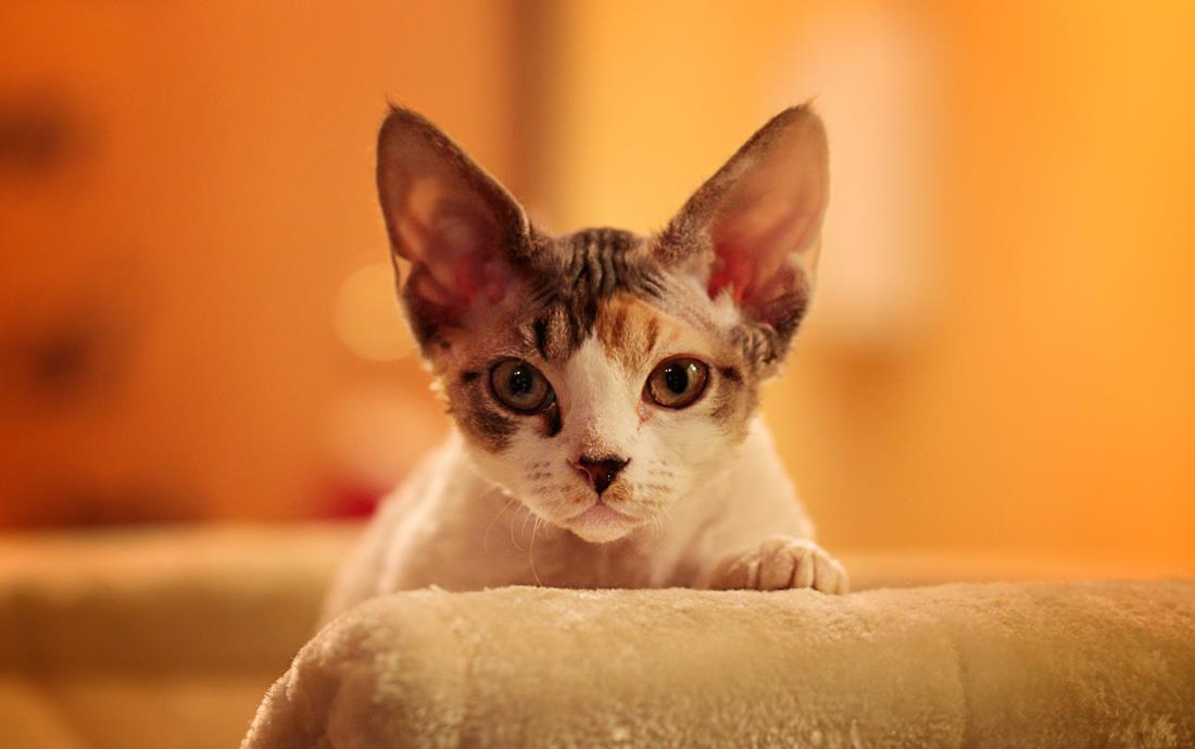 Little Zoe - Devon Rex