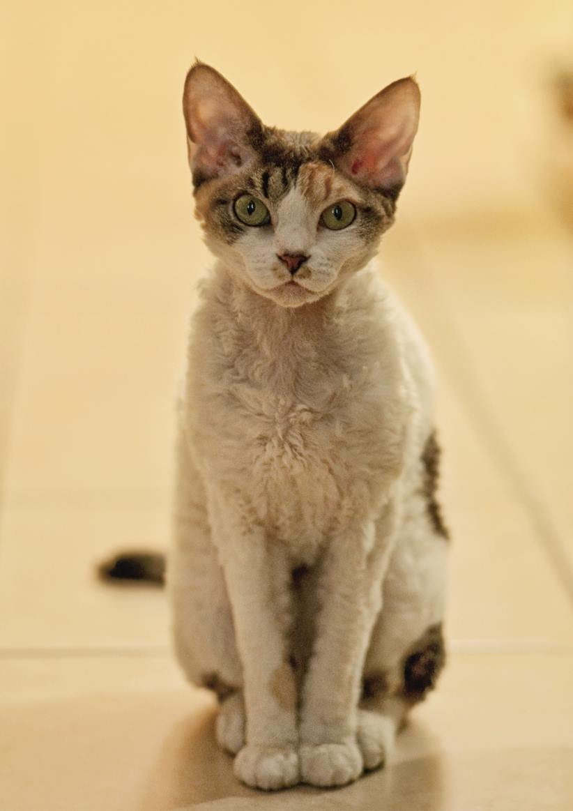 Little Zoe - Devon Rex