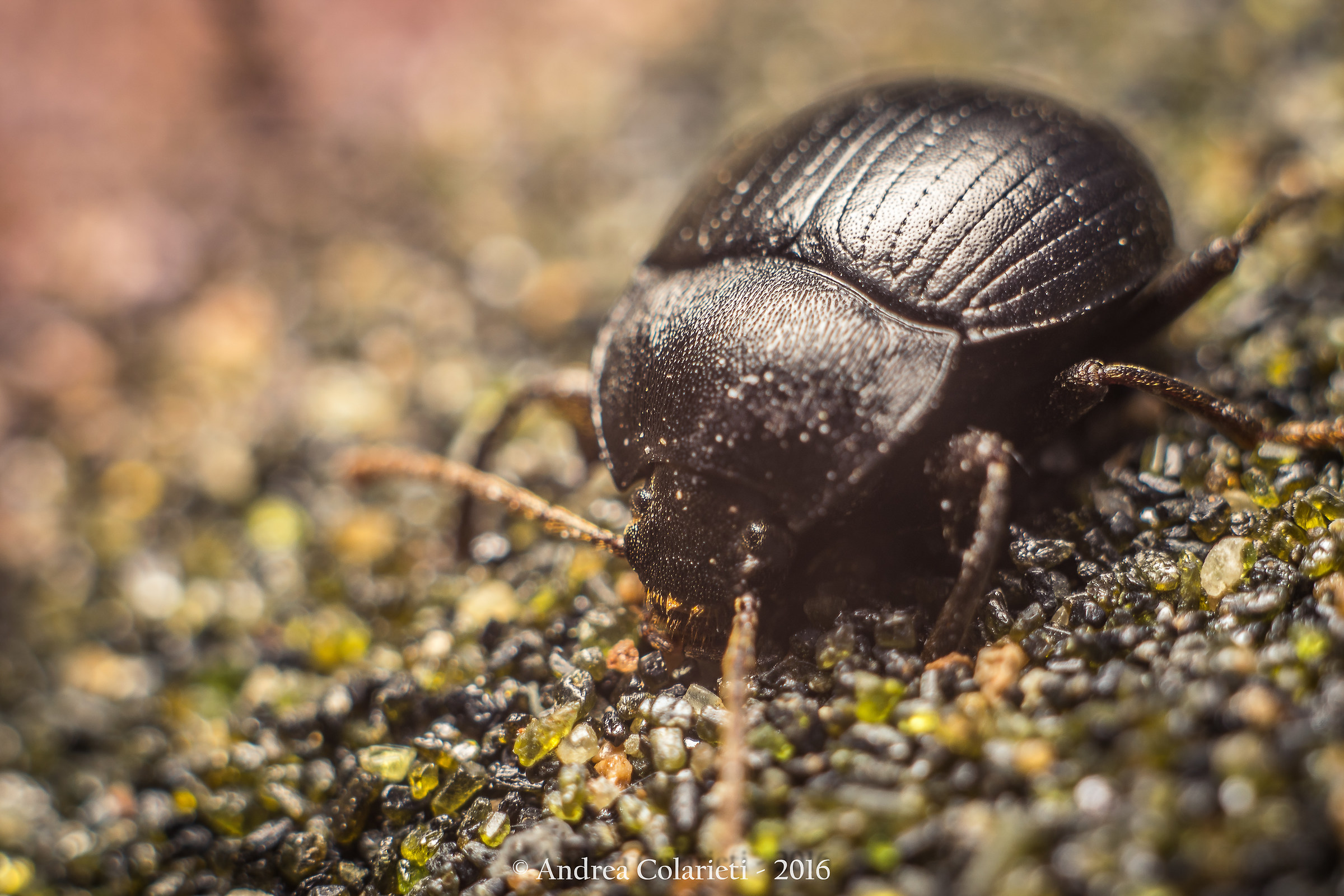 Piccolo e impacciato