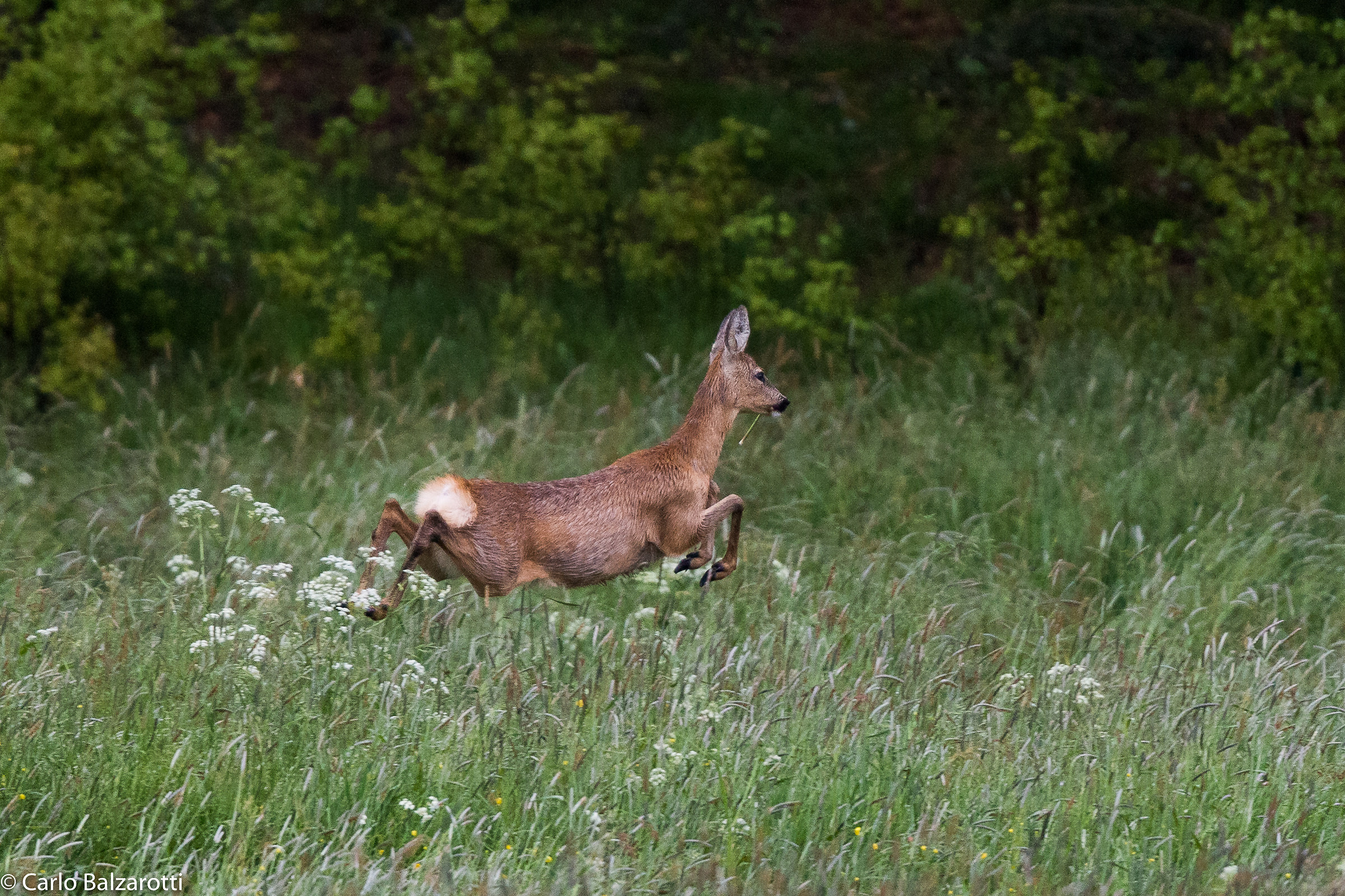In flight over the tall grass