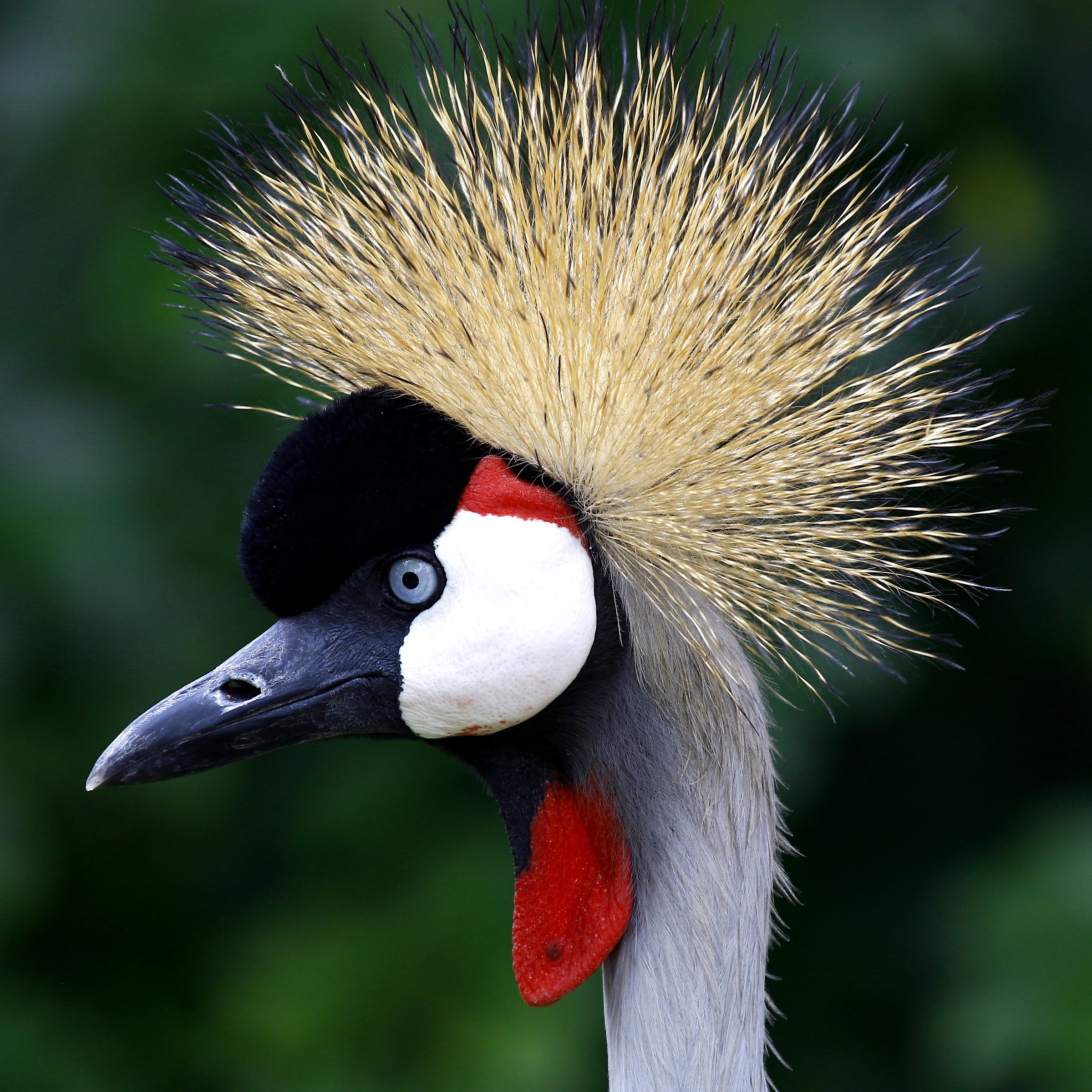crowned crane
