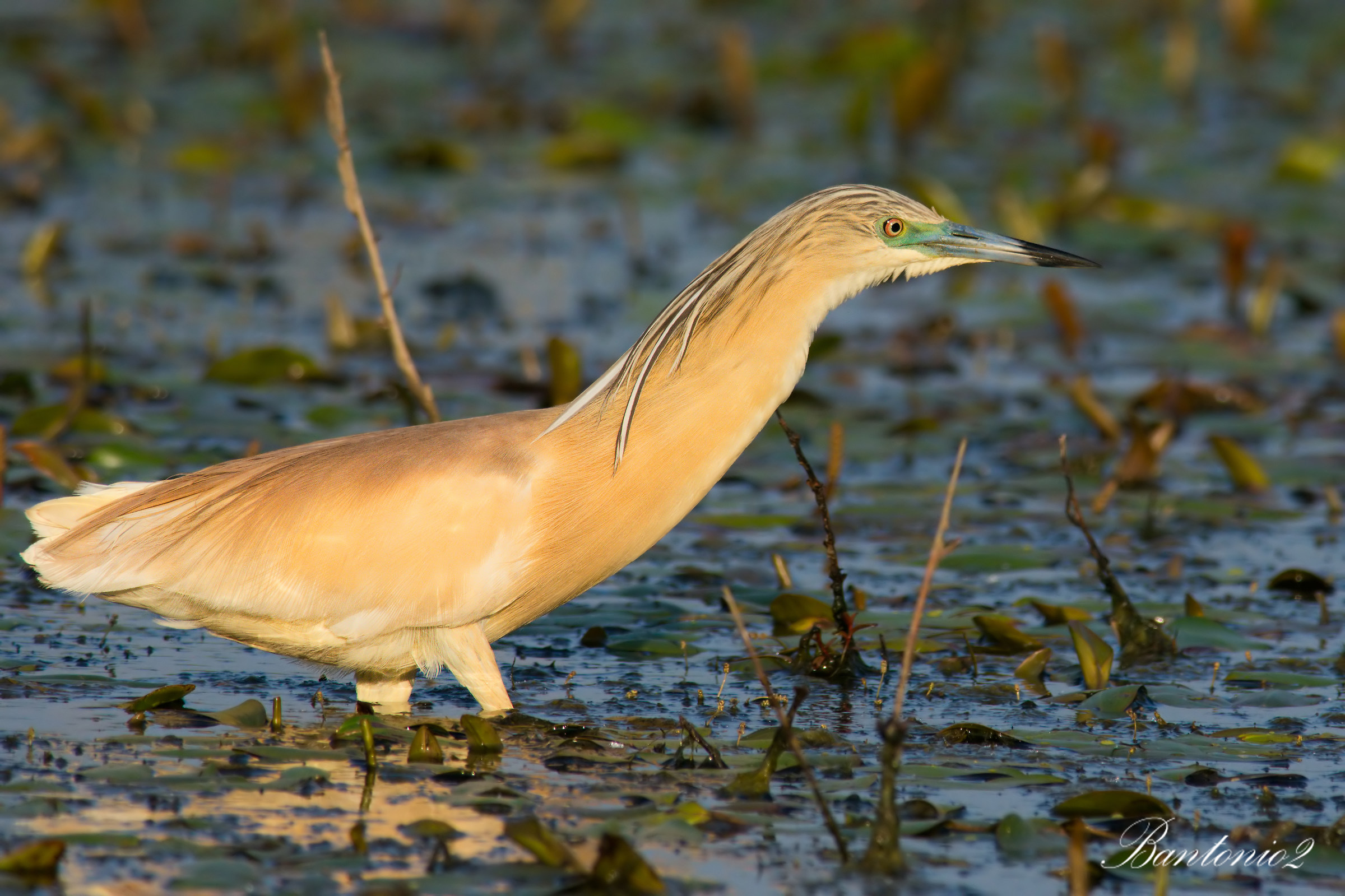 Sgarza ciuffetto (Ardeola ralloides)3.