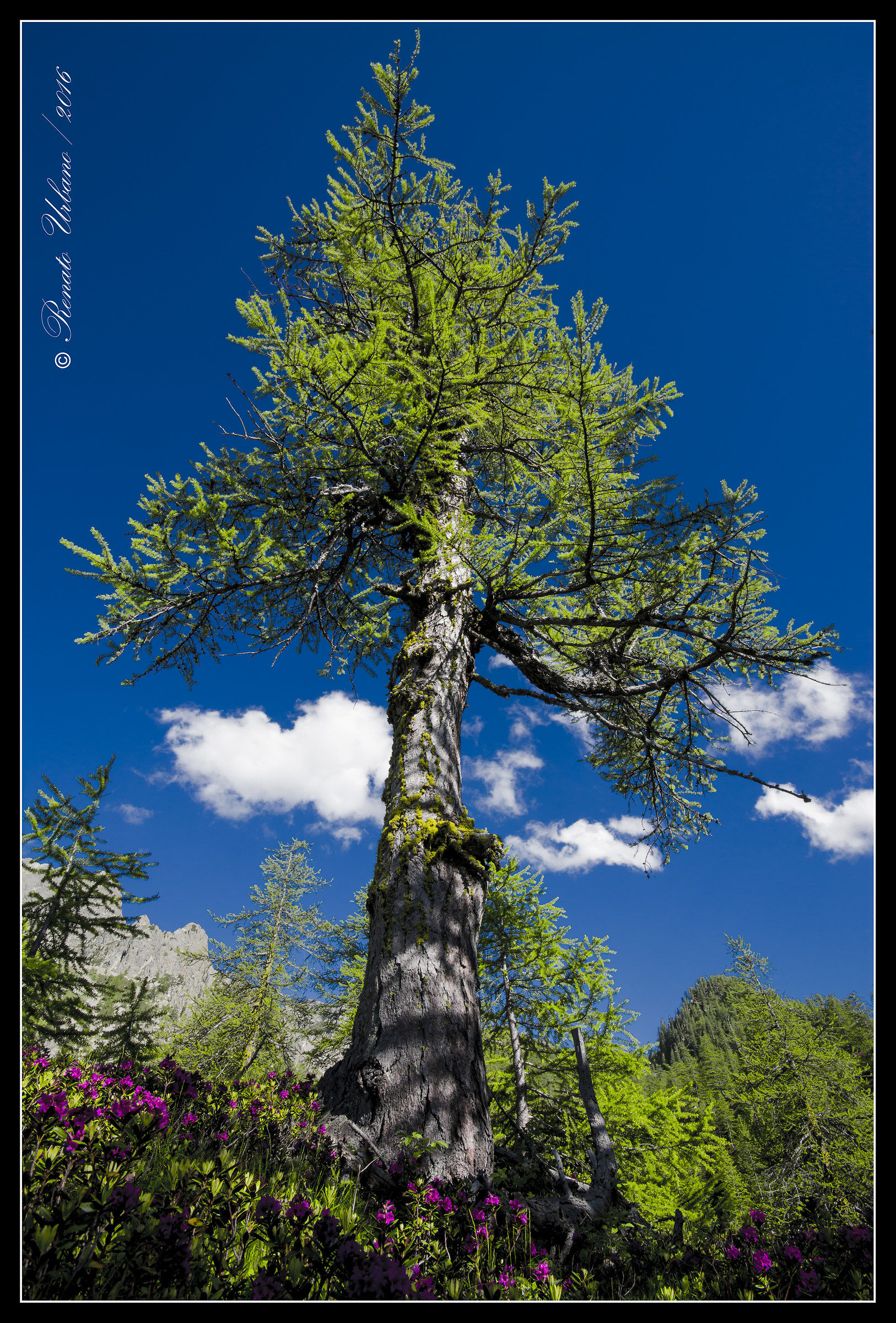 The pine and rhododendrons