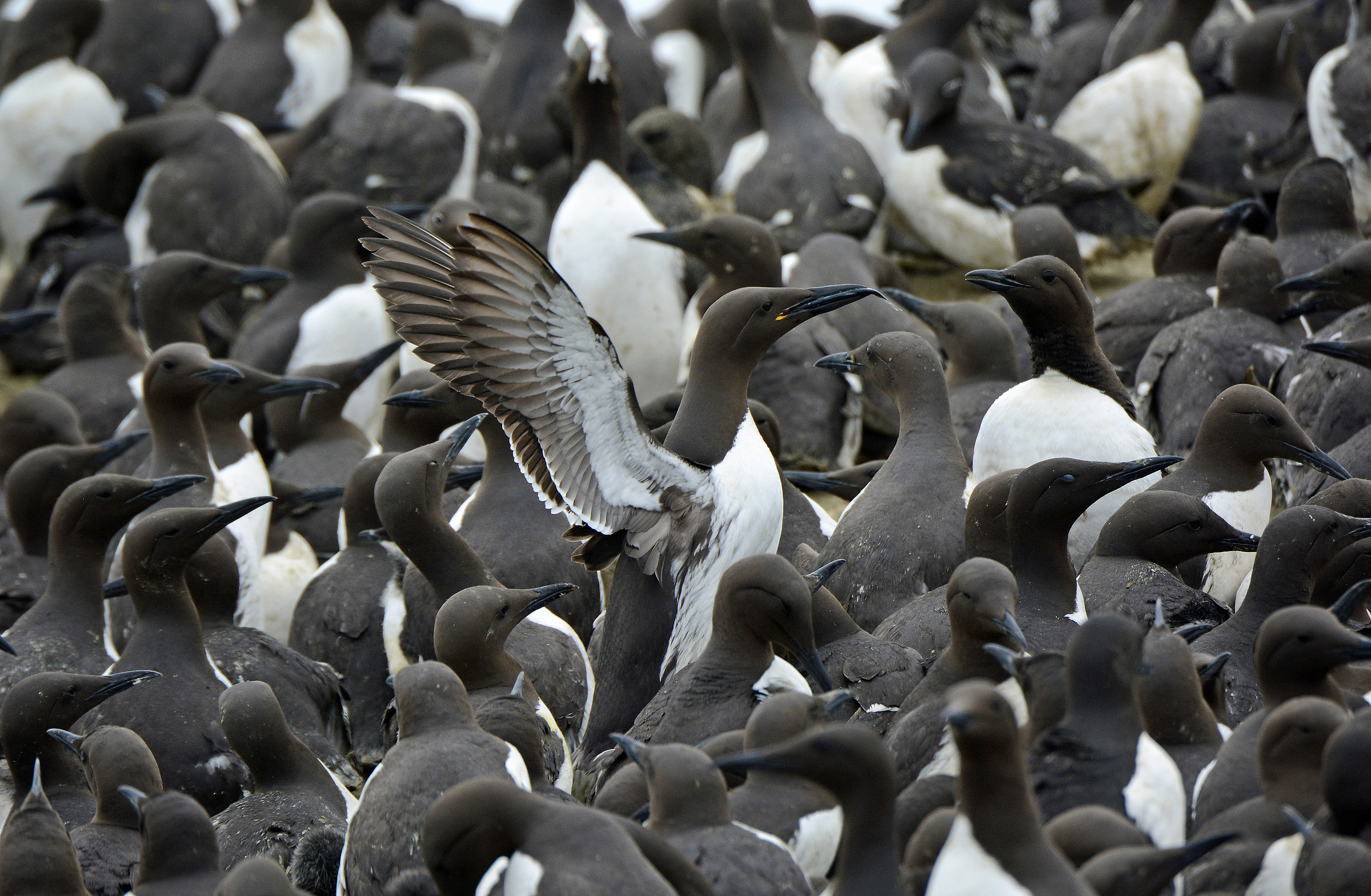 Primadonna between Urie