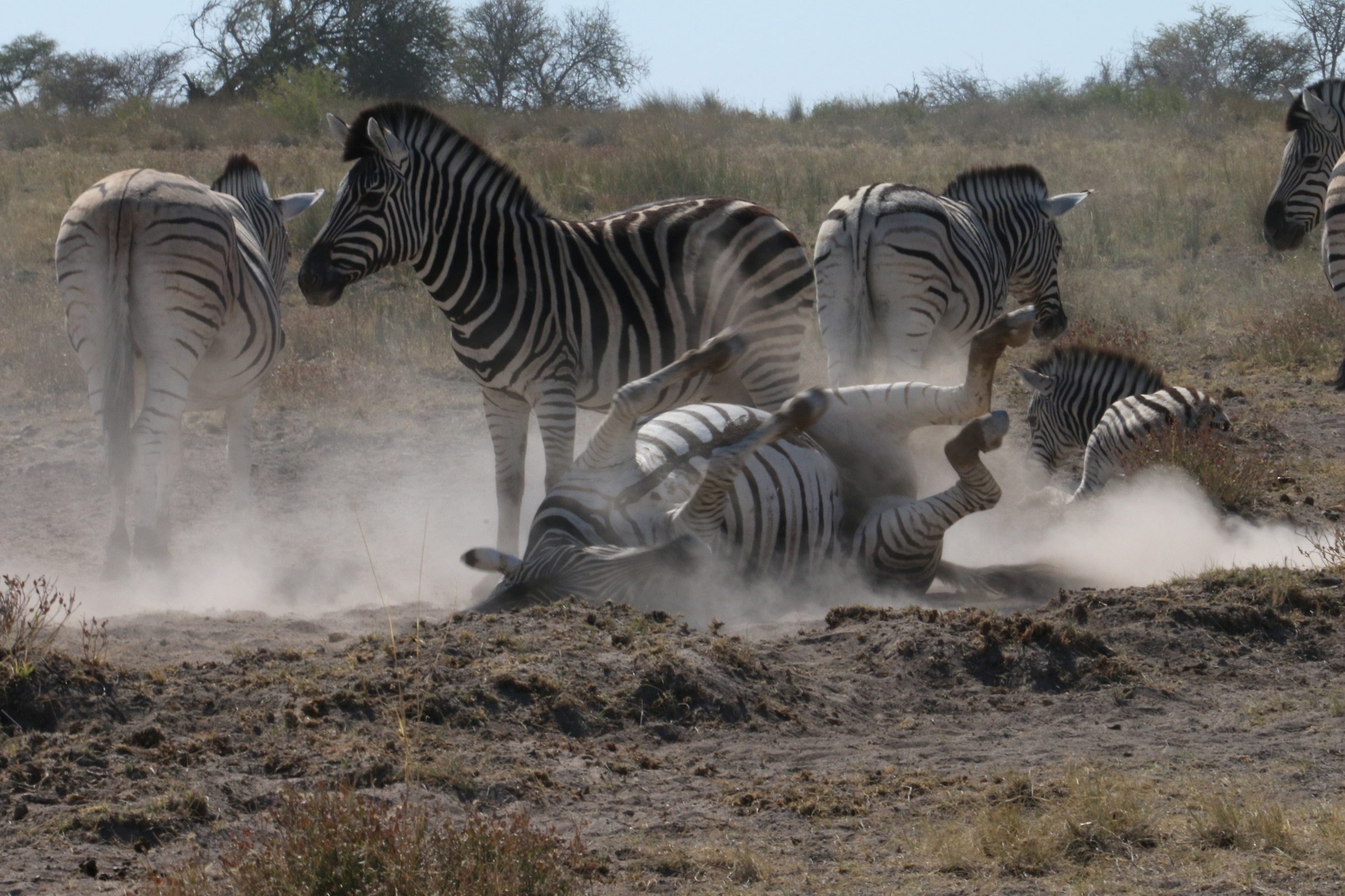 Zebras - Etosha National Park - Namibia 2016