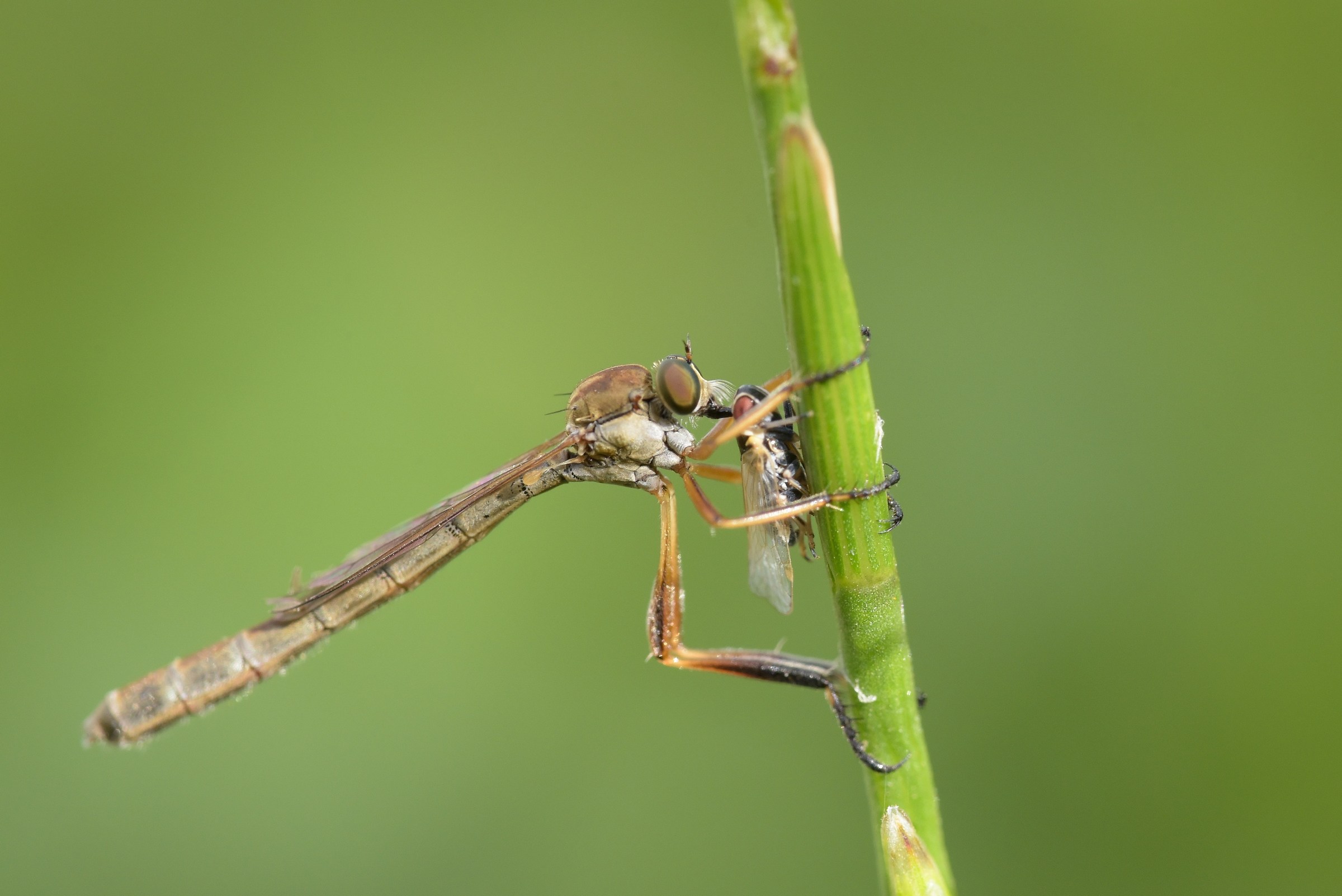 Leptogaster Sp. With prey