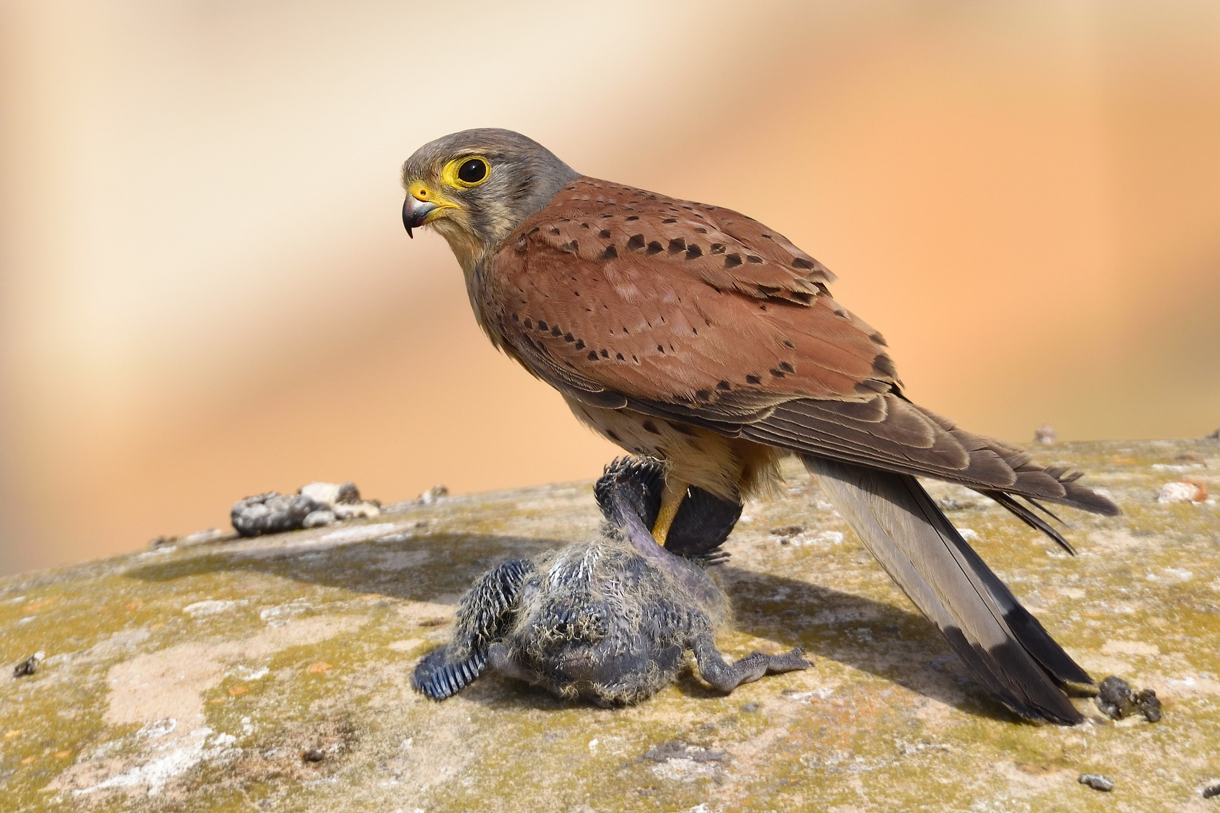 Predator with prey (baby pigeon)