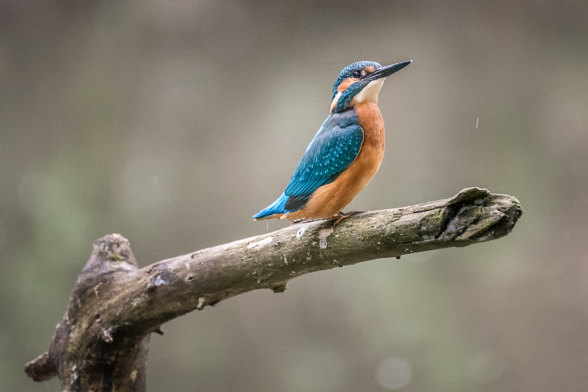 Common kingfisher
