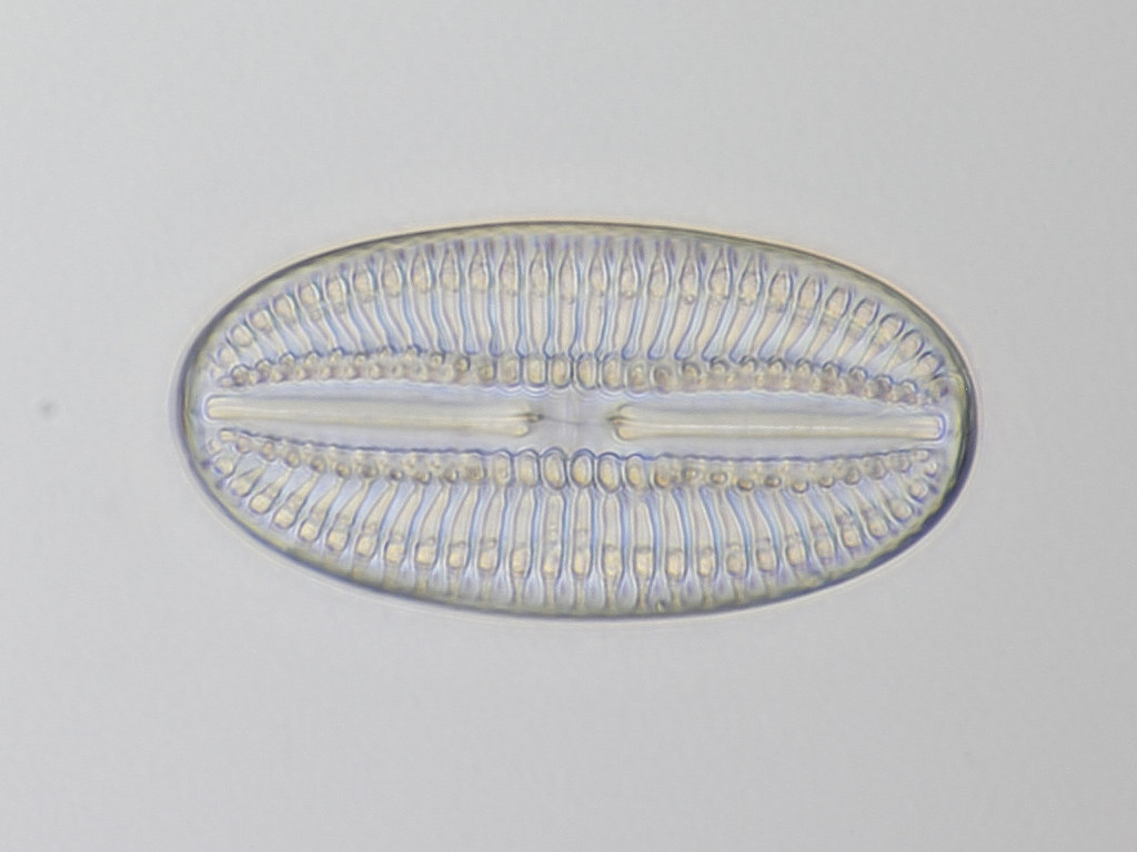 Diatom Saint Laurent 12