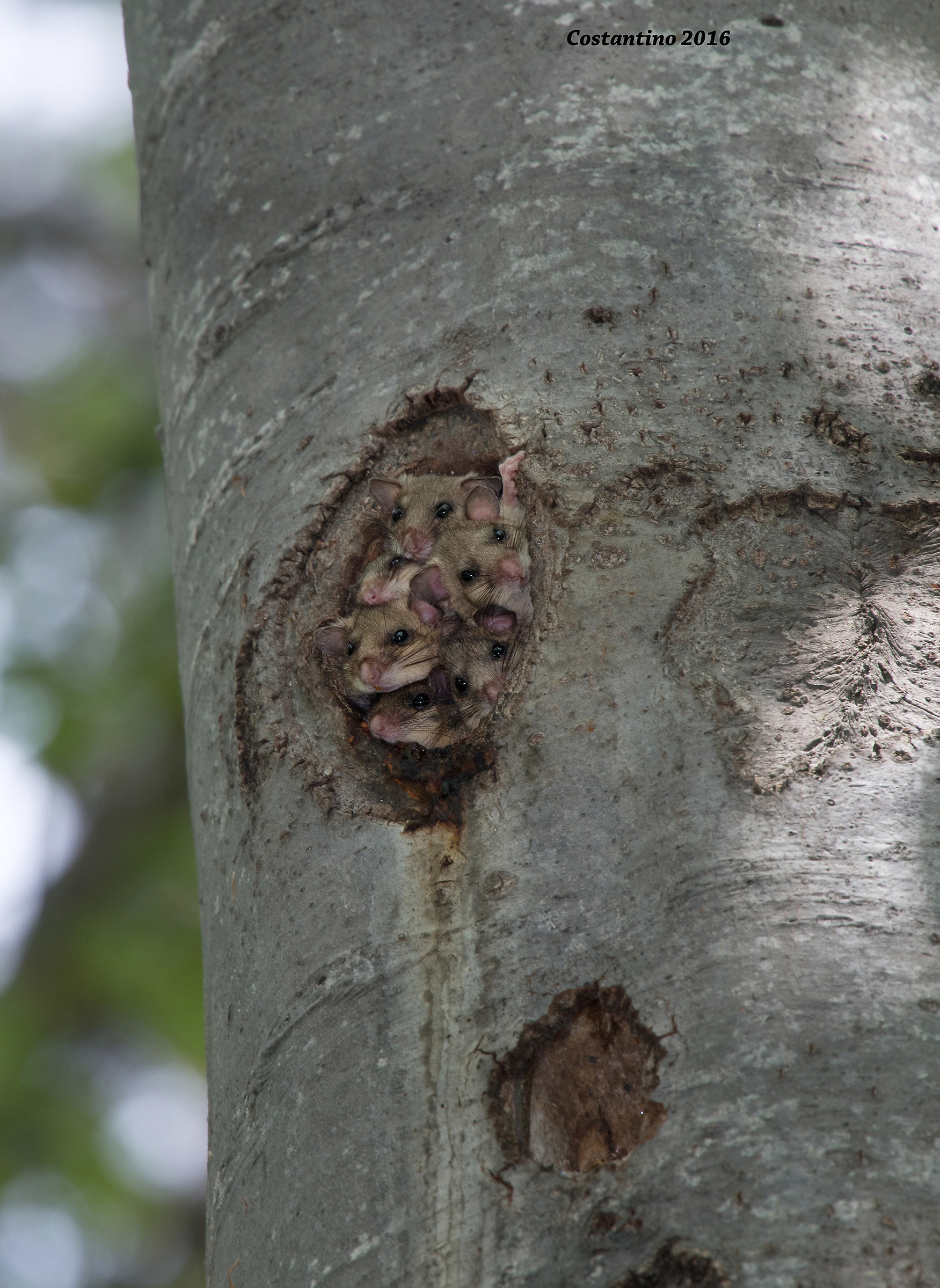 Dormice ((Glis glis)