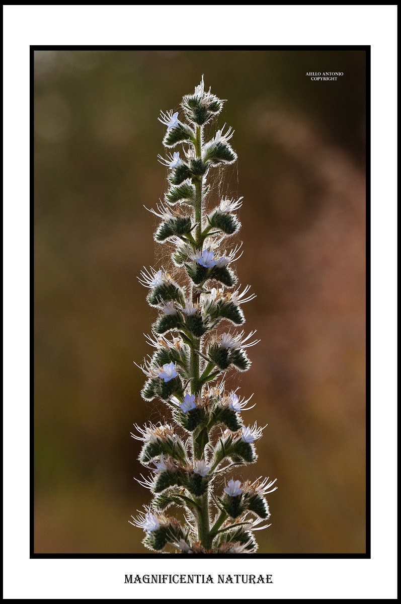 Magnificentia naturae