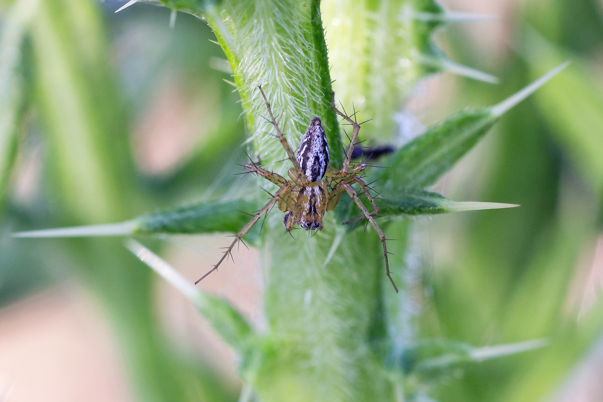 Oxyopes lineatus