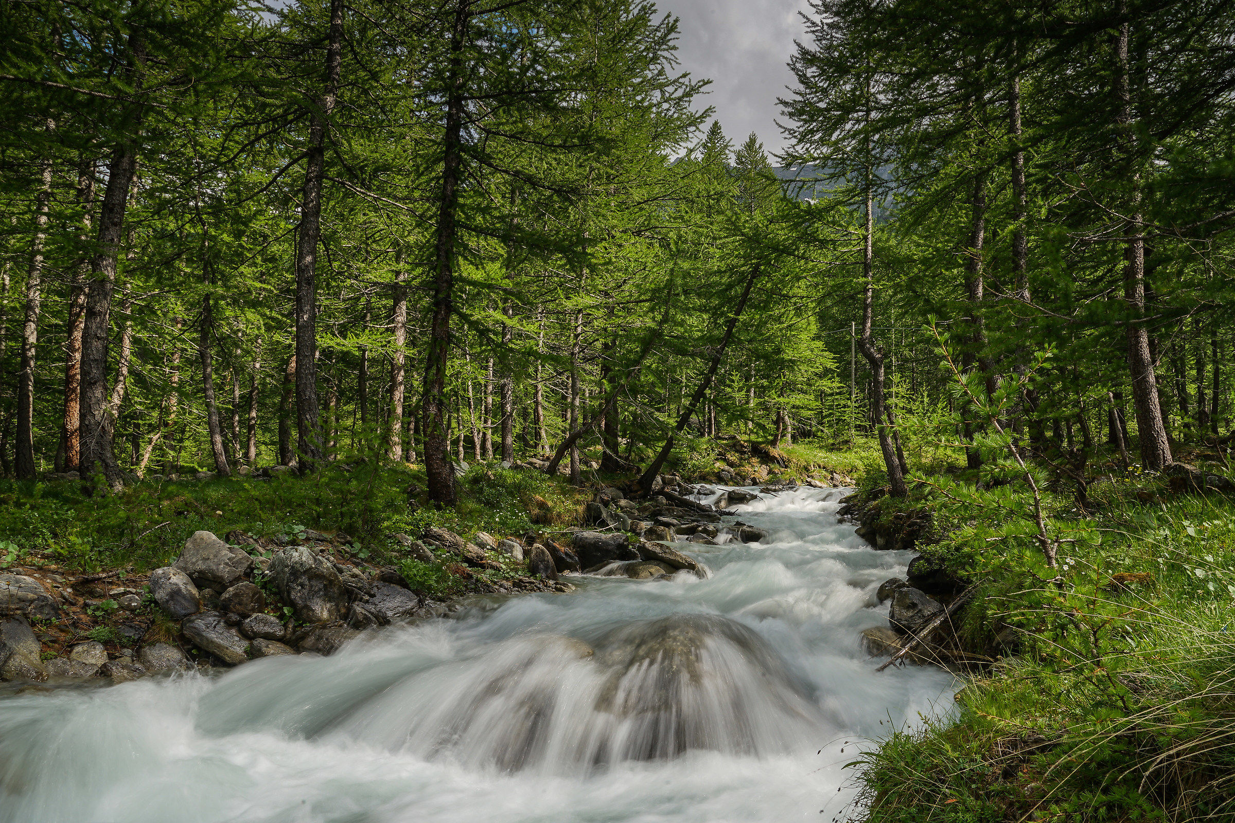 floor of the mussa June