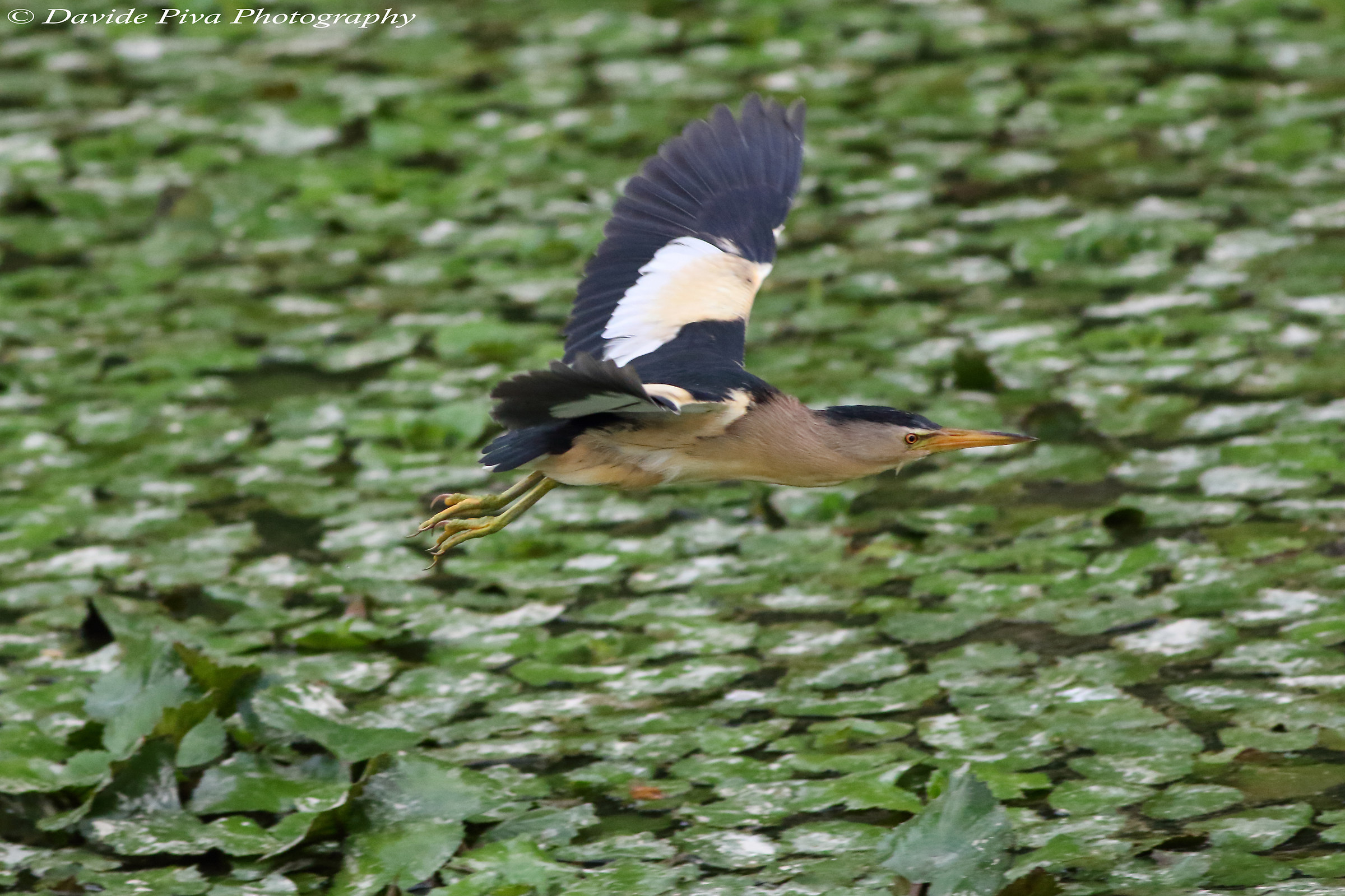 And here it is more aggressive than ever! bittern