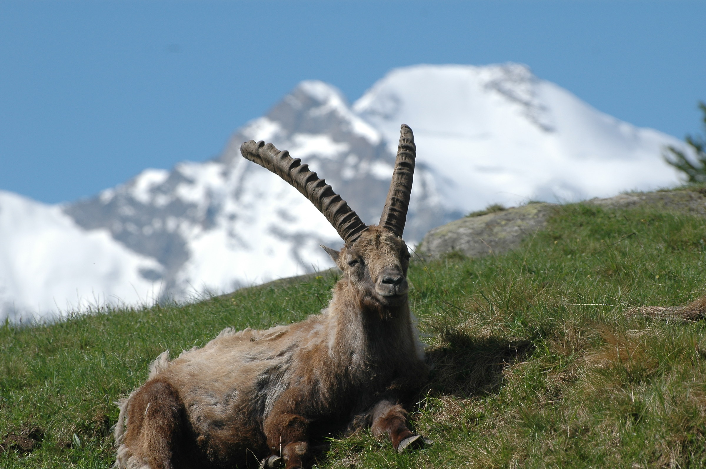 the king of the park