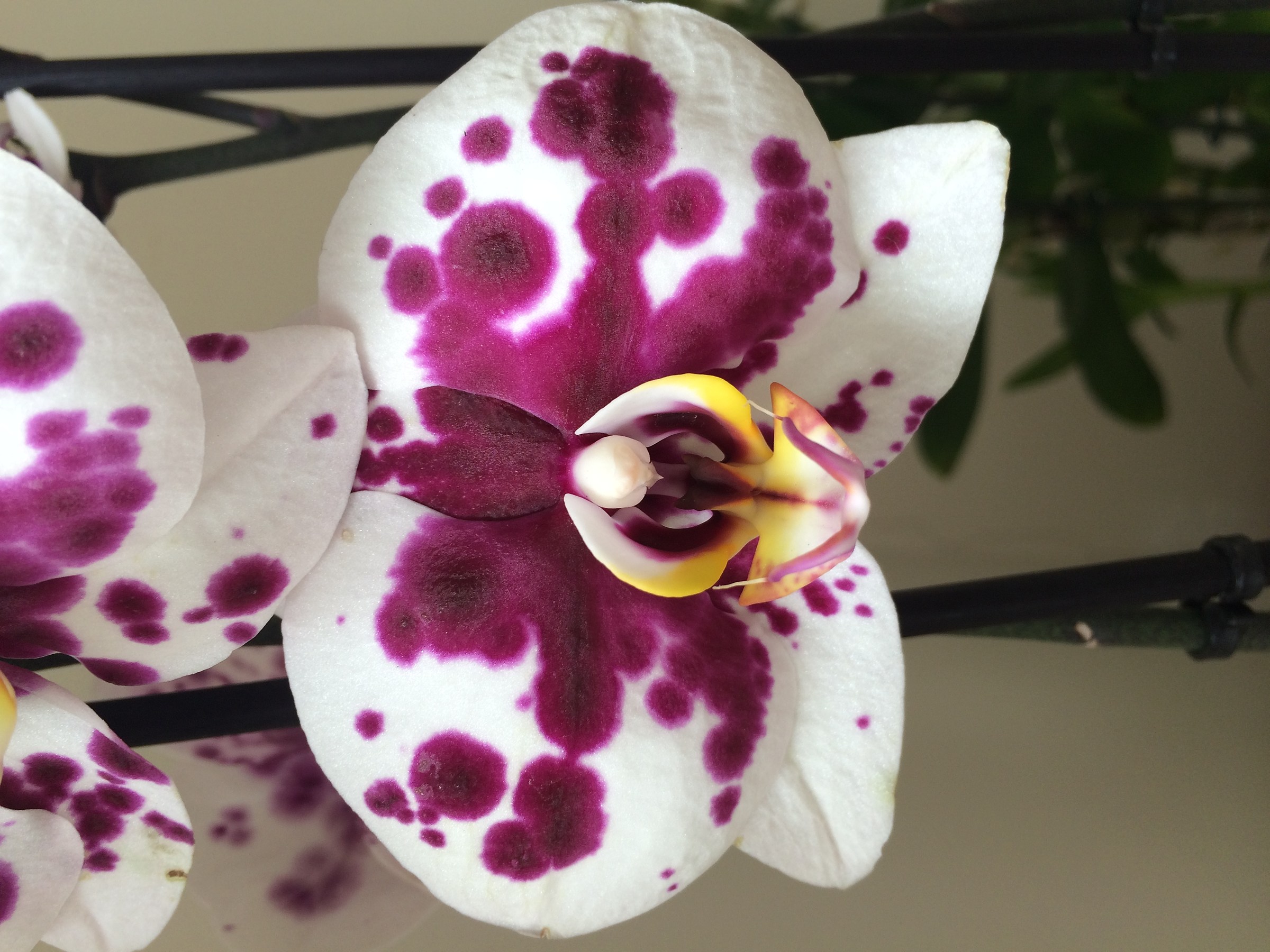 orchid speckled