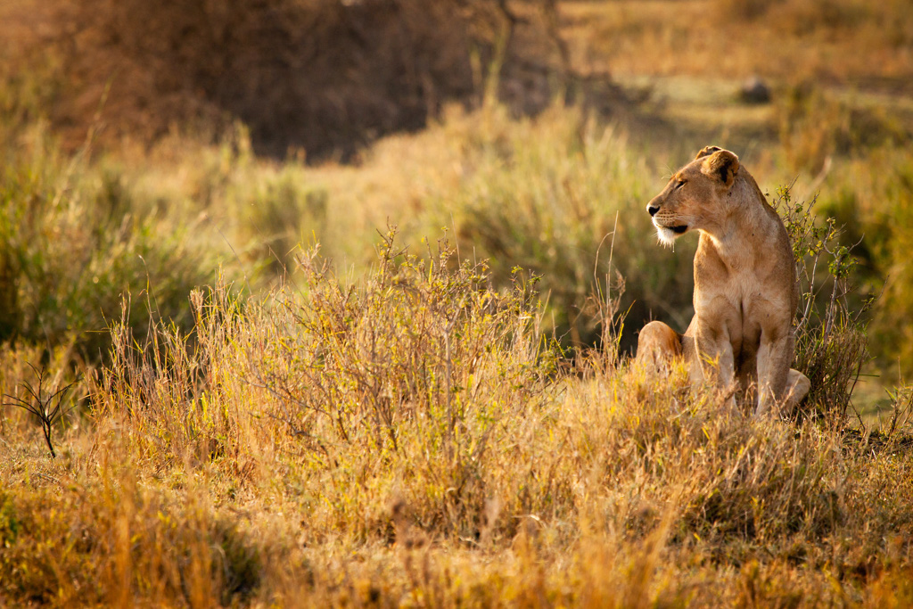 Lion in early morning