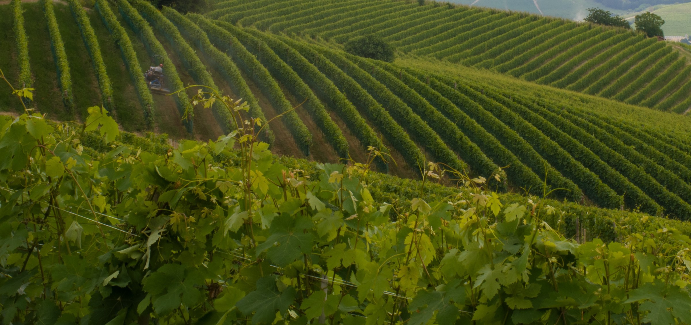 vineyards of Barolo