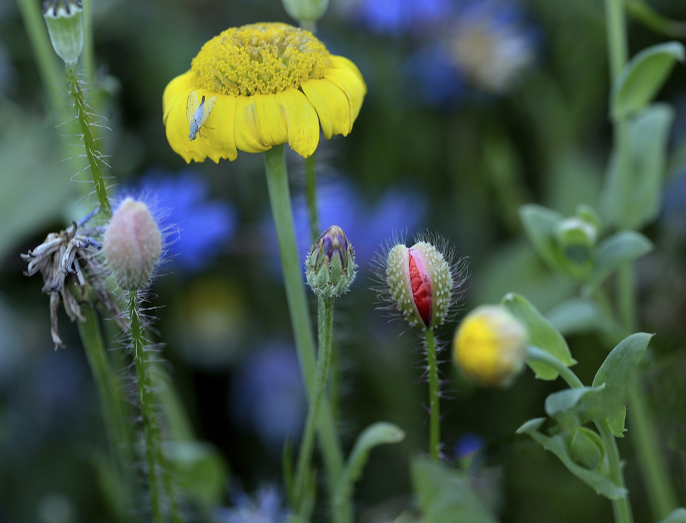 il giardino incantato