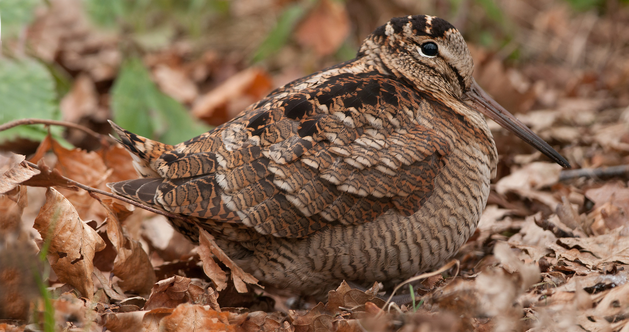 panorama of a woodcock