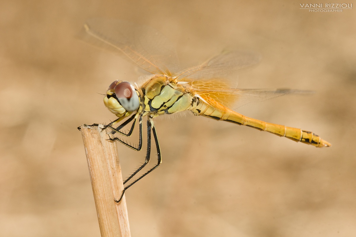 Sympetrum fonscolombi