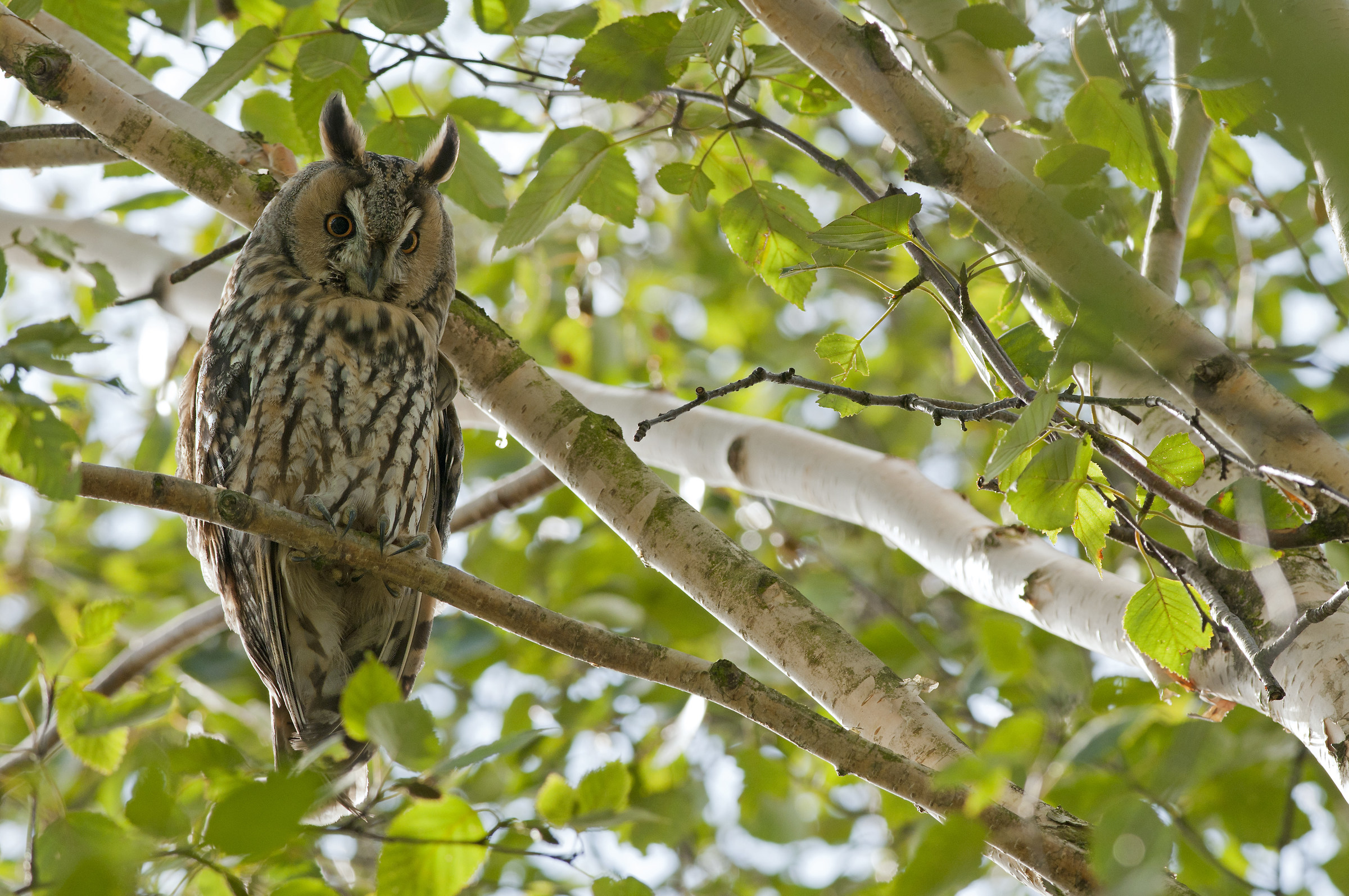 long-eared owl