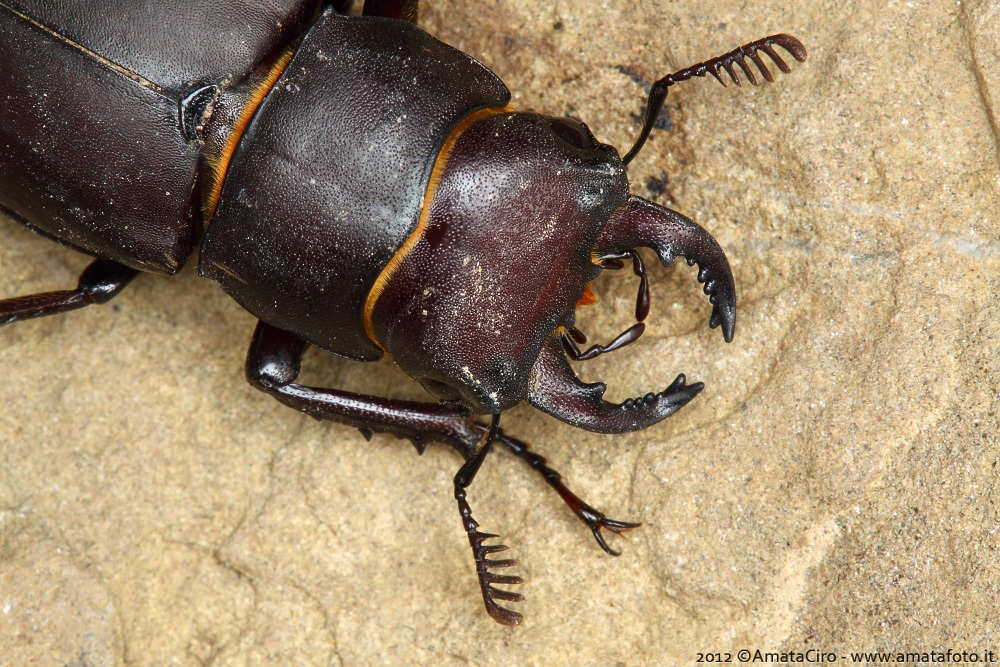 Lucanus tetraodon sicilianus Planet, 1898 - Lucanidae