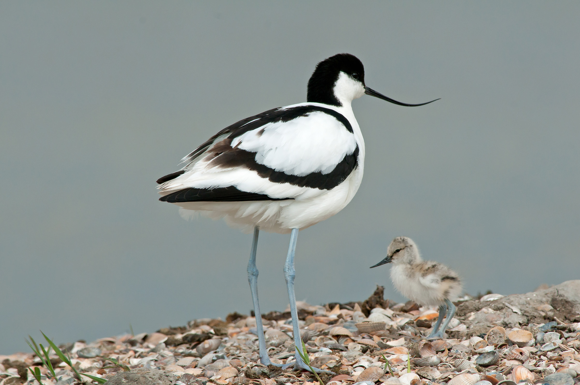 avocet