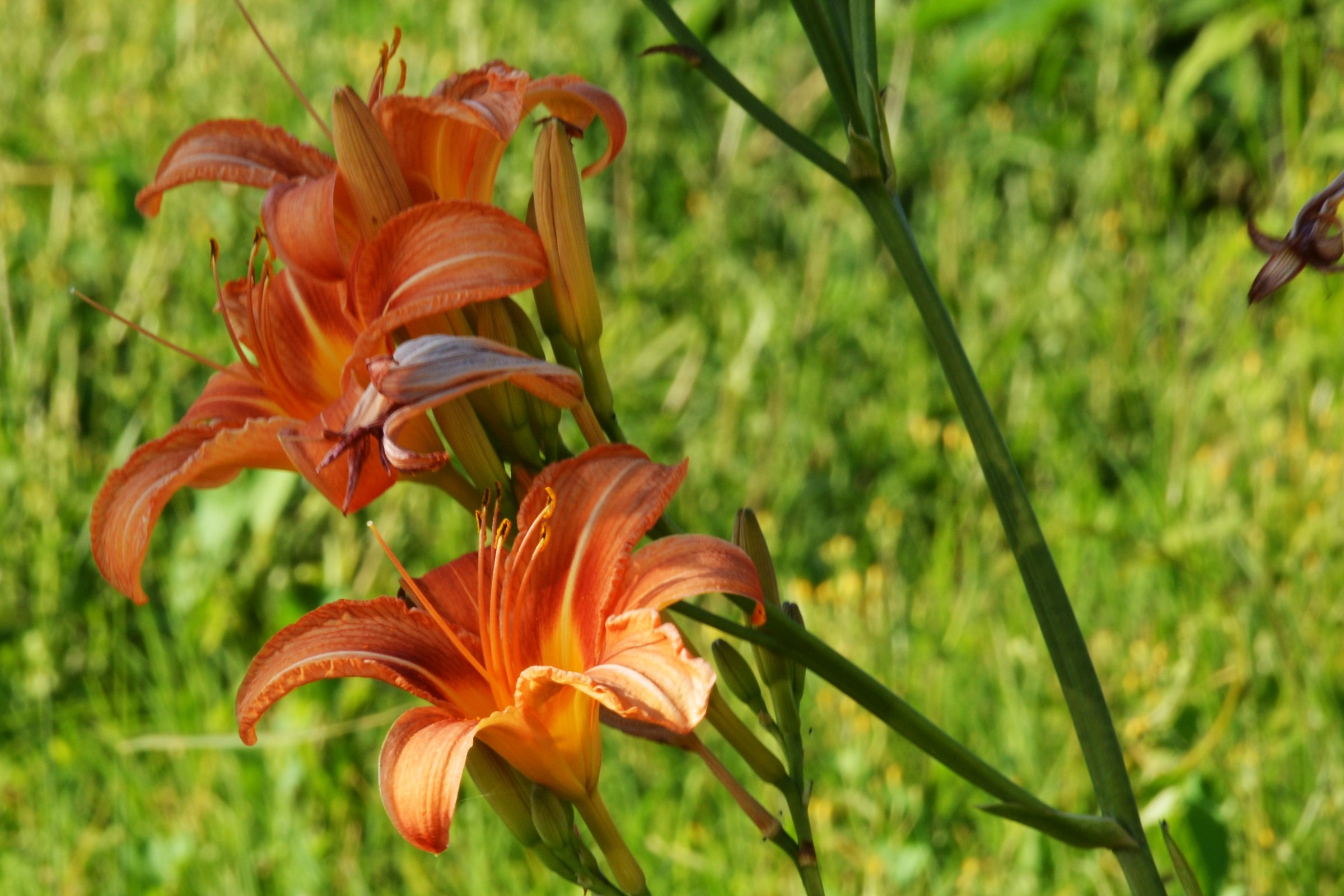 I do not know which flower 'but my' liked