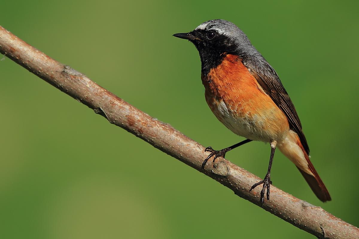 Redstart posing