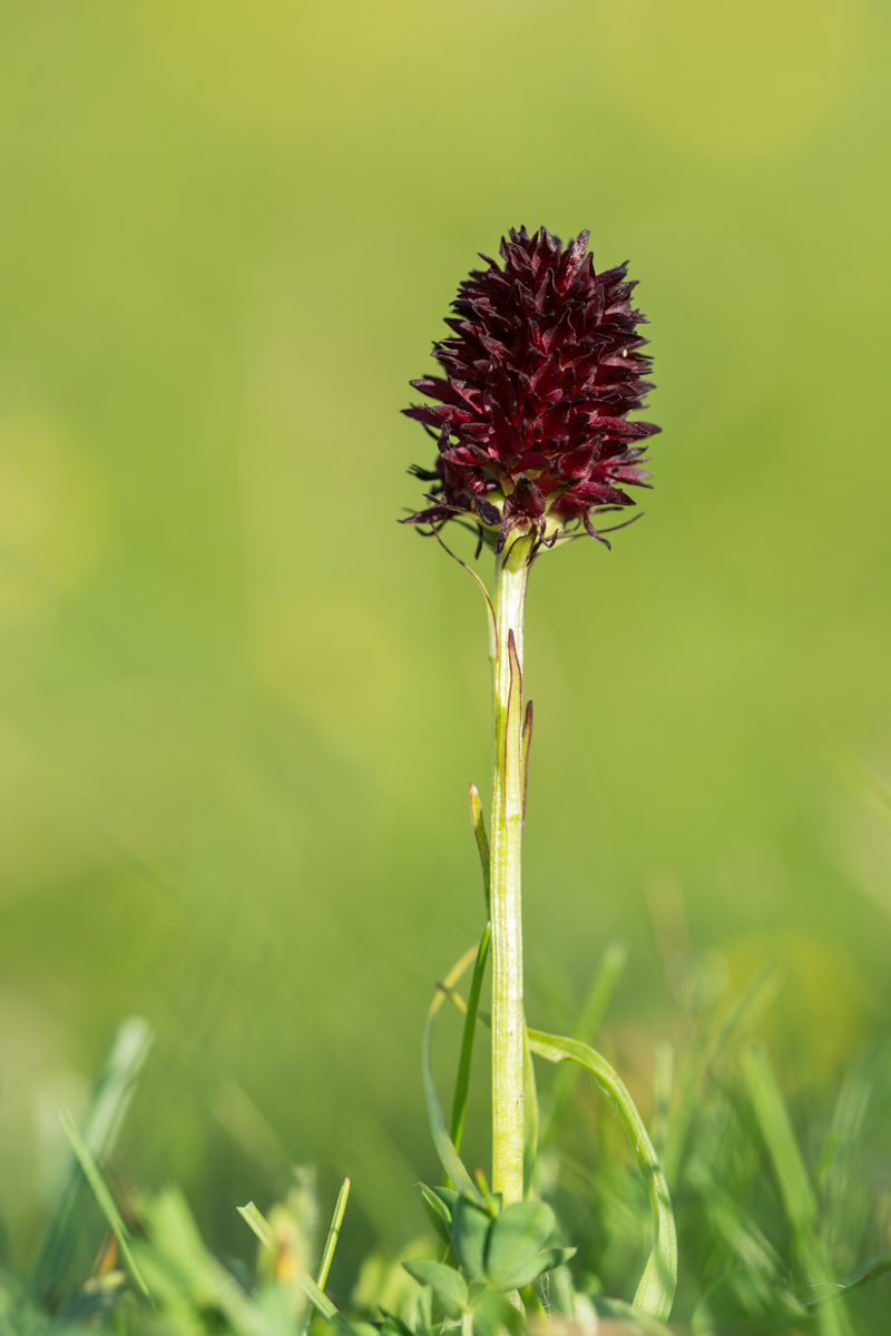 Nigritella nigra