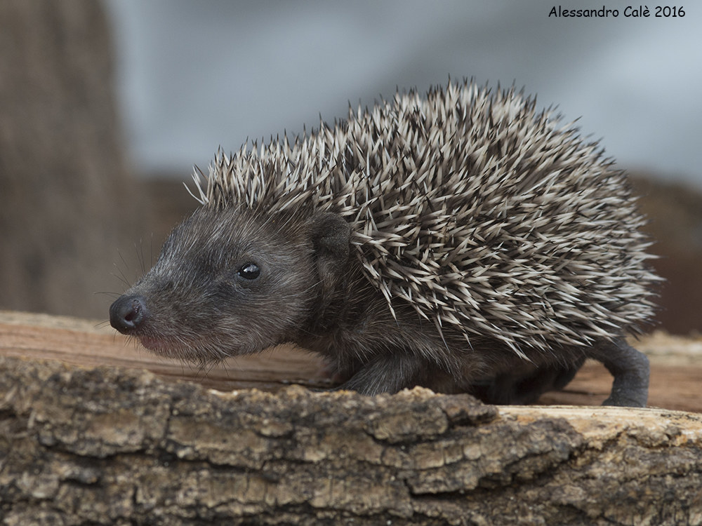 Erinaceus europaeus (Riccio europeo) 6776