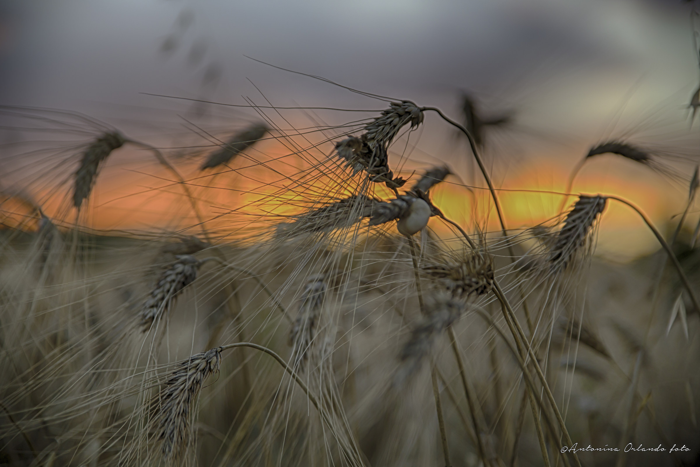 Oltre le spighe , il tramonto !!