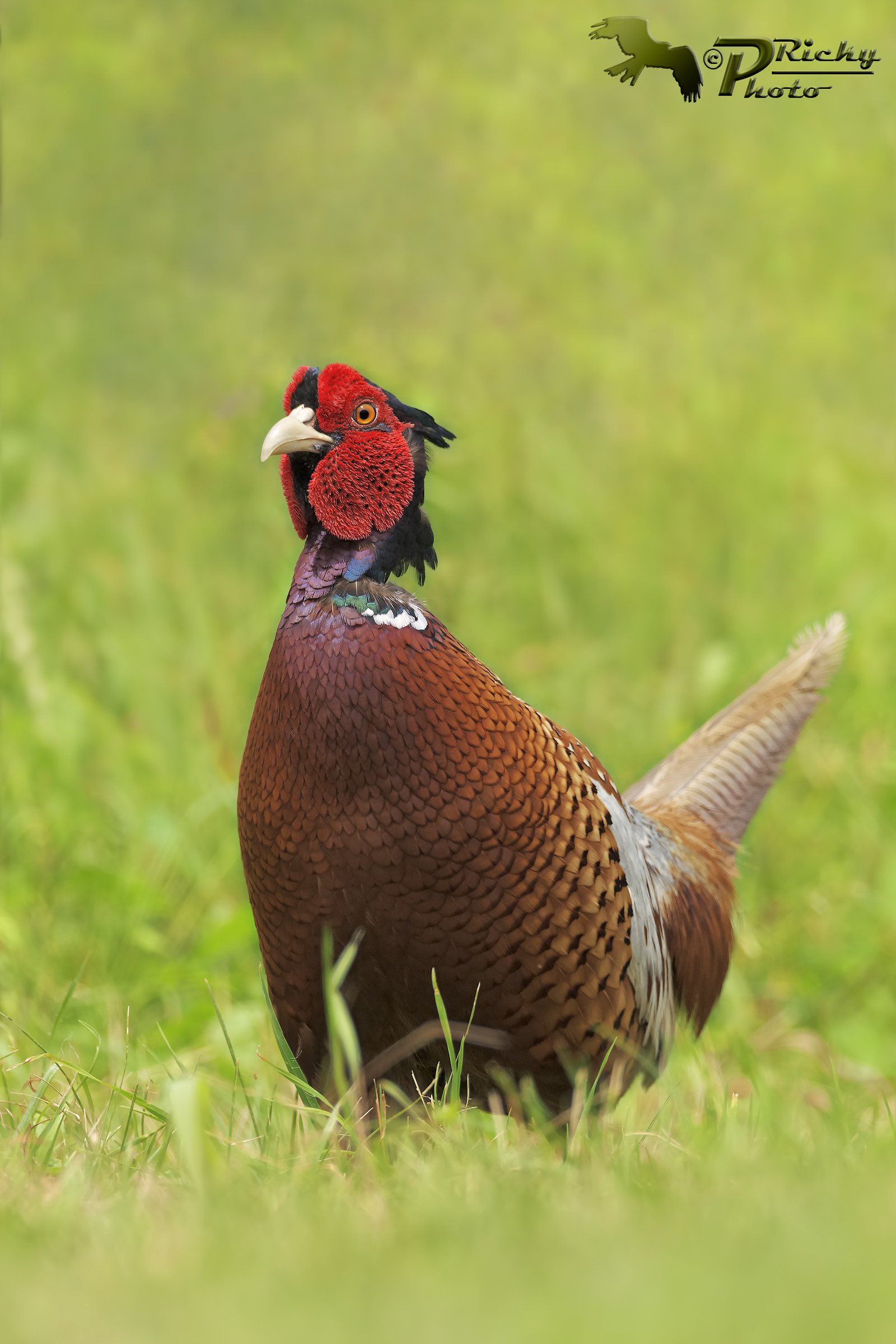 Pheasant