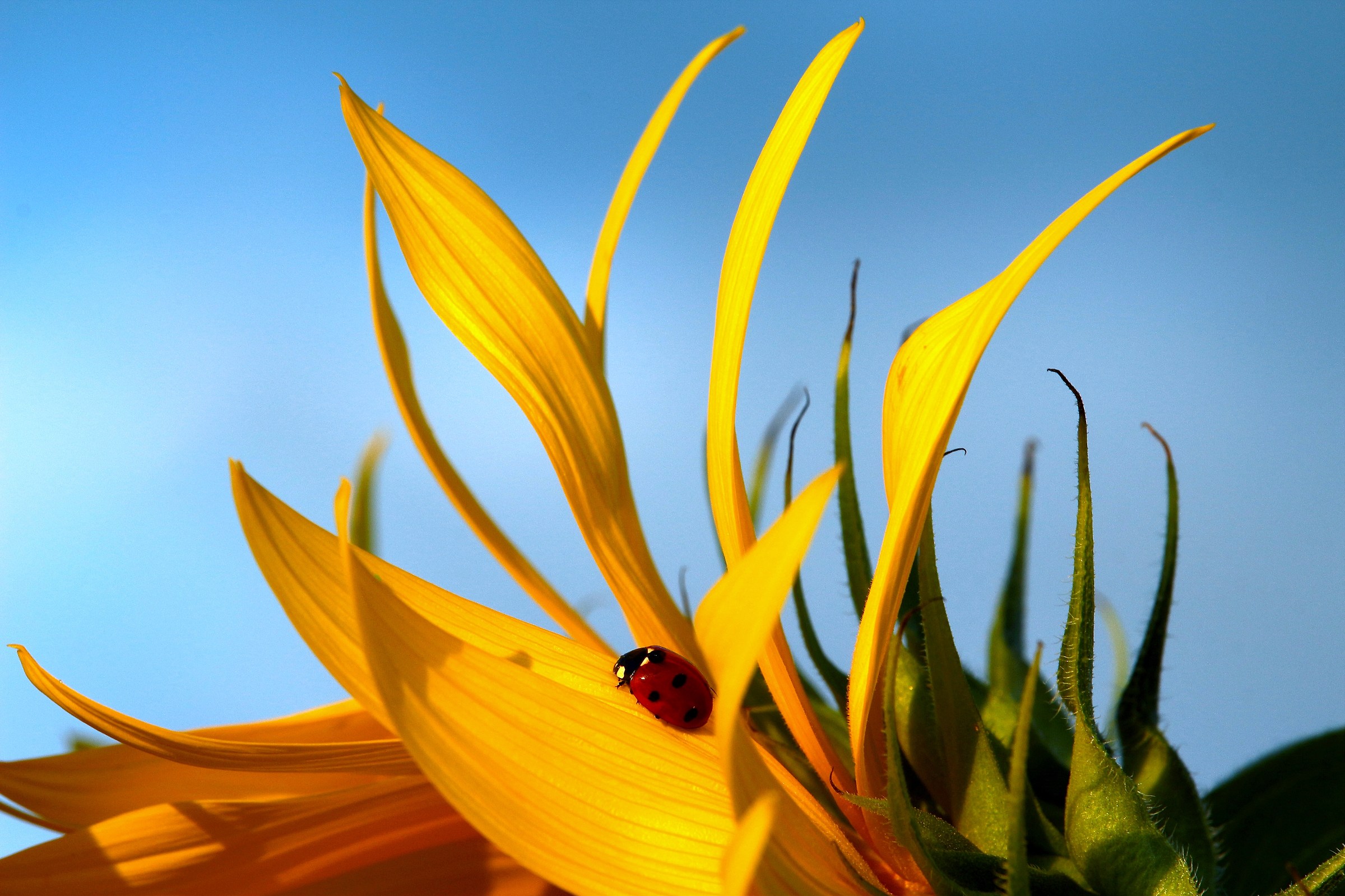 ladybird at sunset ...
