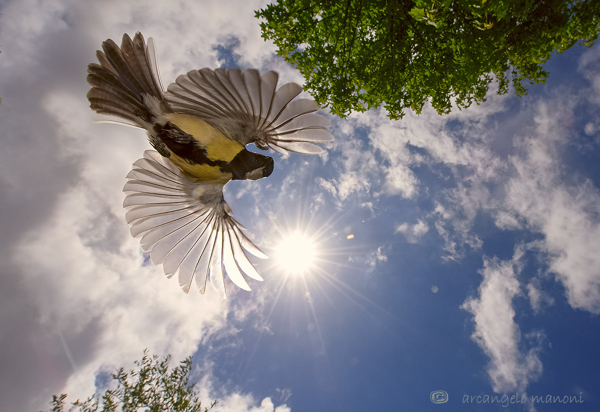 Una cincia, un sogno!