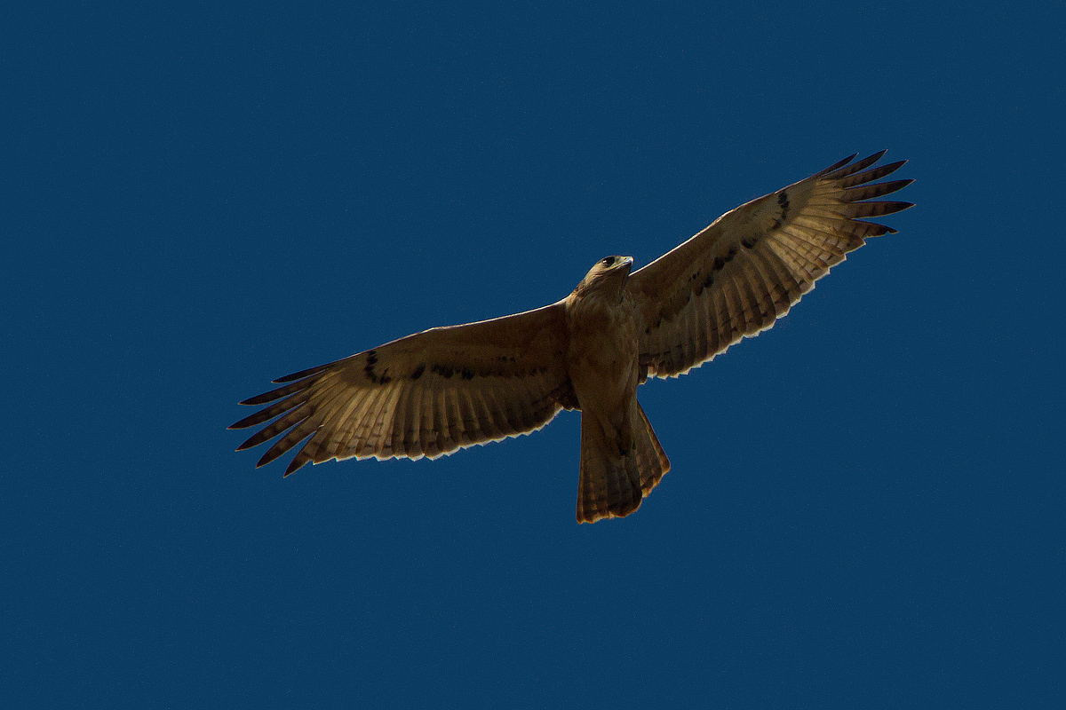 African Hawk-eagle Immature