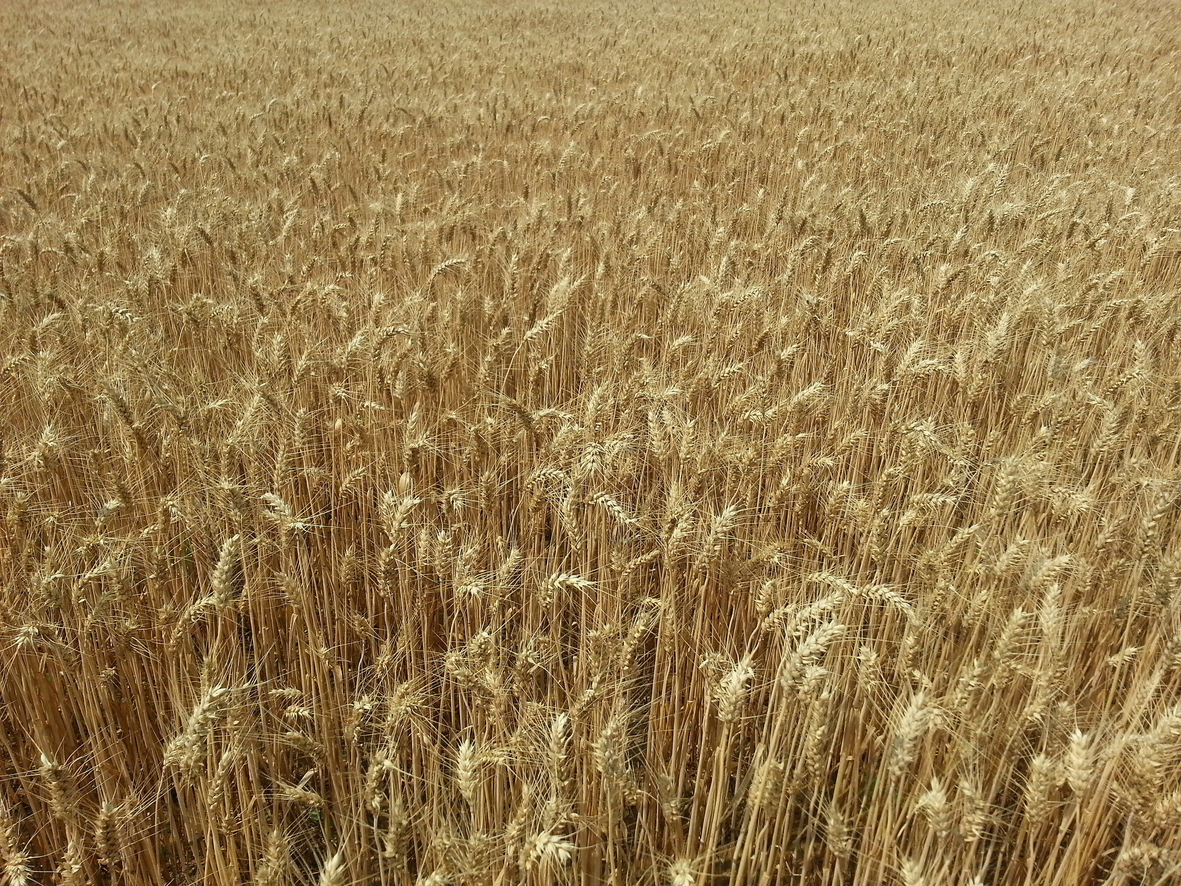 Wheat