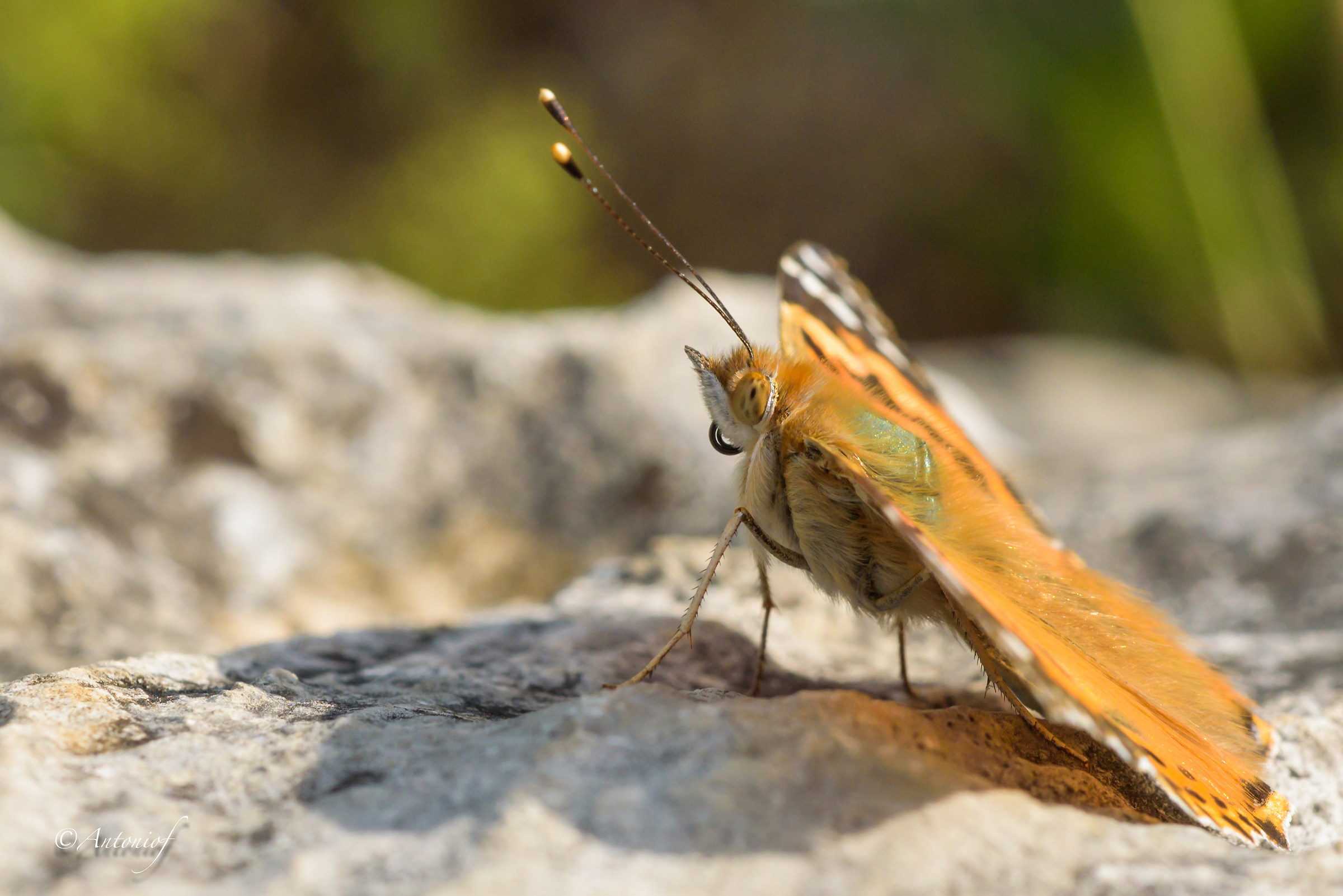 Vanessa cardui and tongue