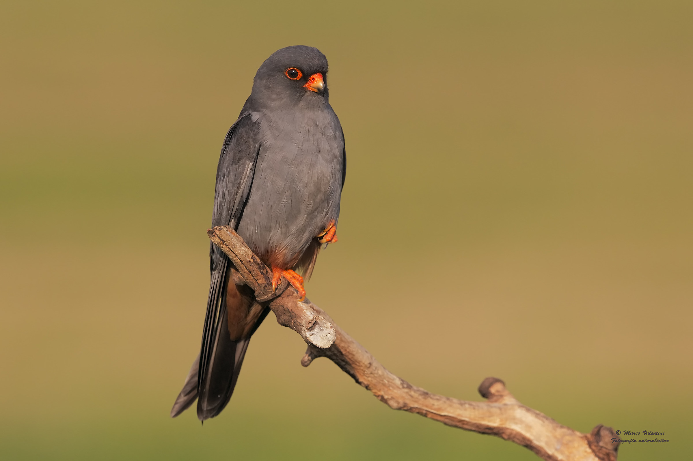 Red-footed falcon