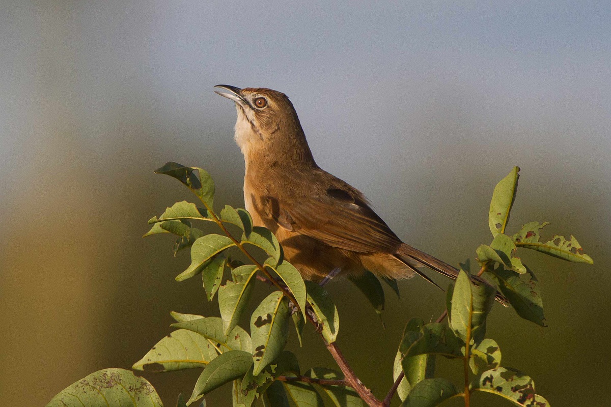 African Moustached Warbler
