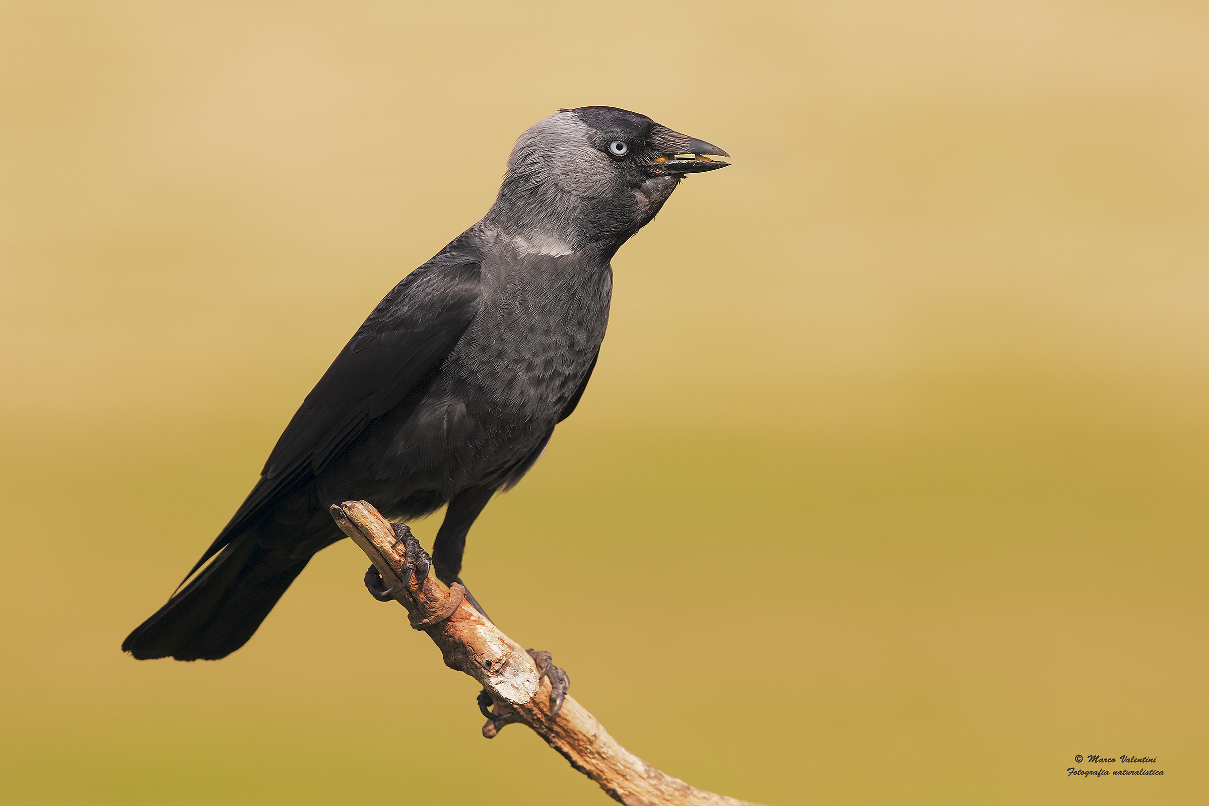 Jackdaw