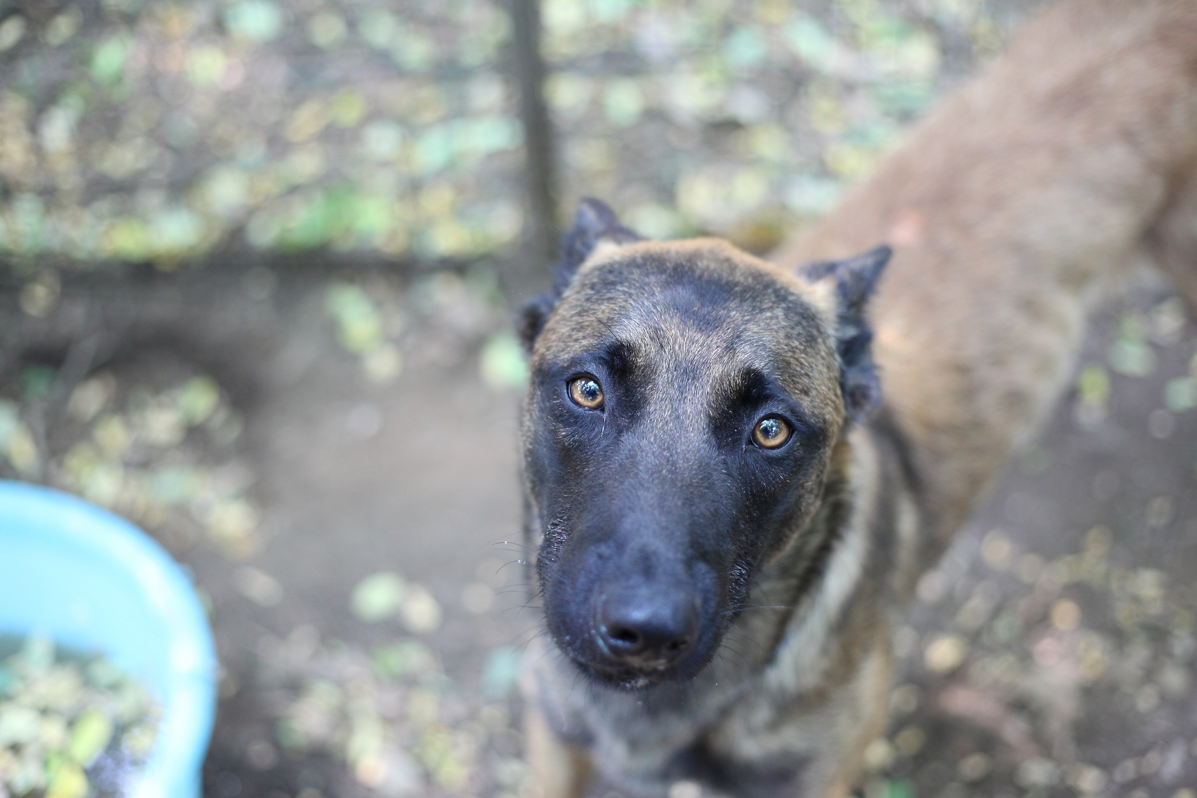 Occhi dolci di un malinois