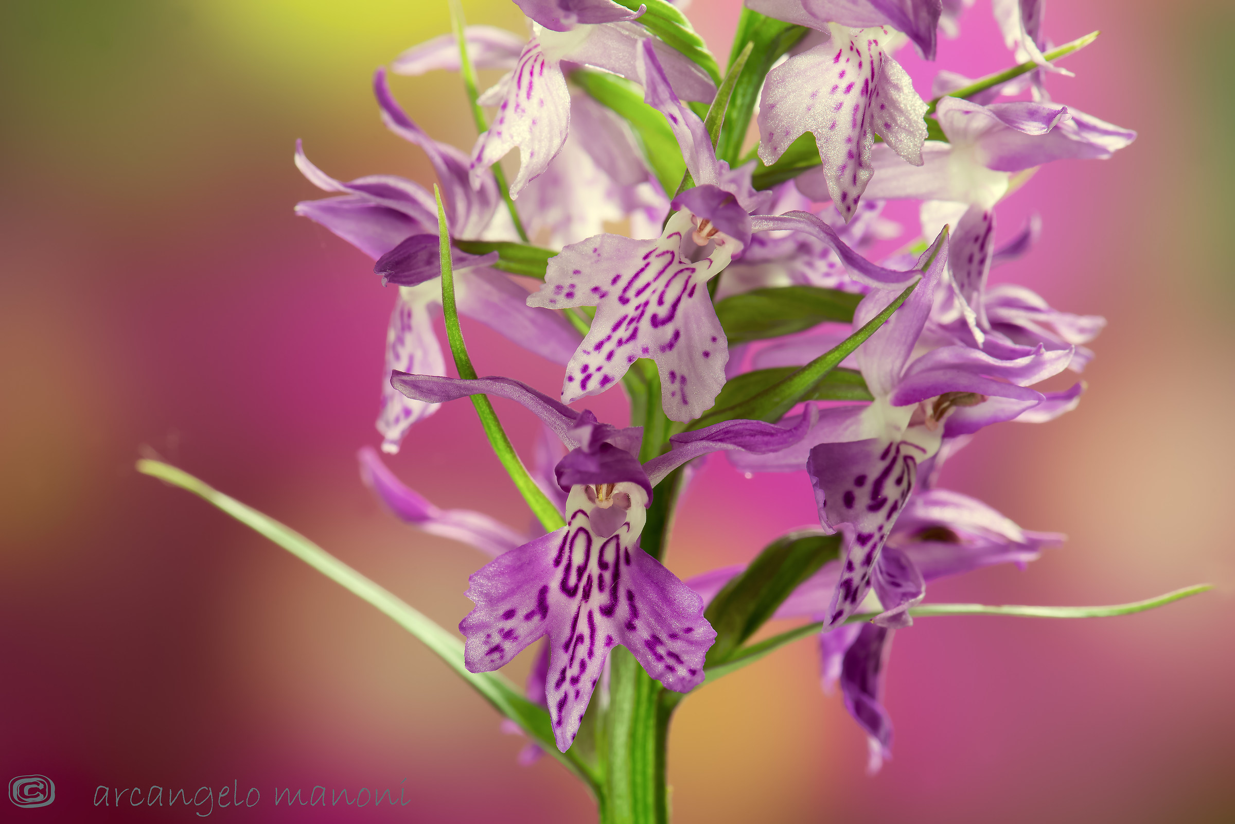 The joy of being Dactylorhiza