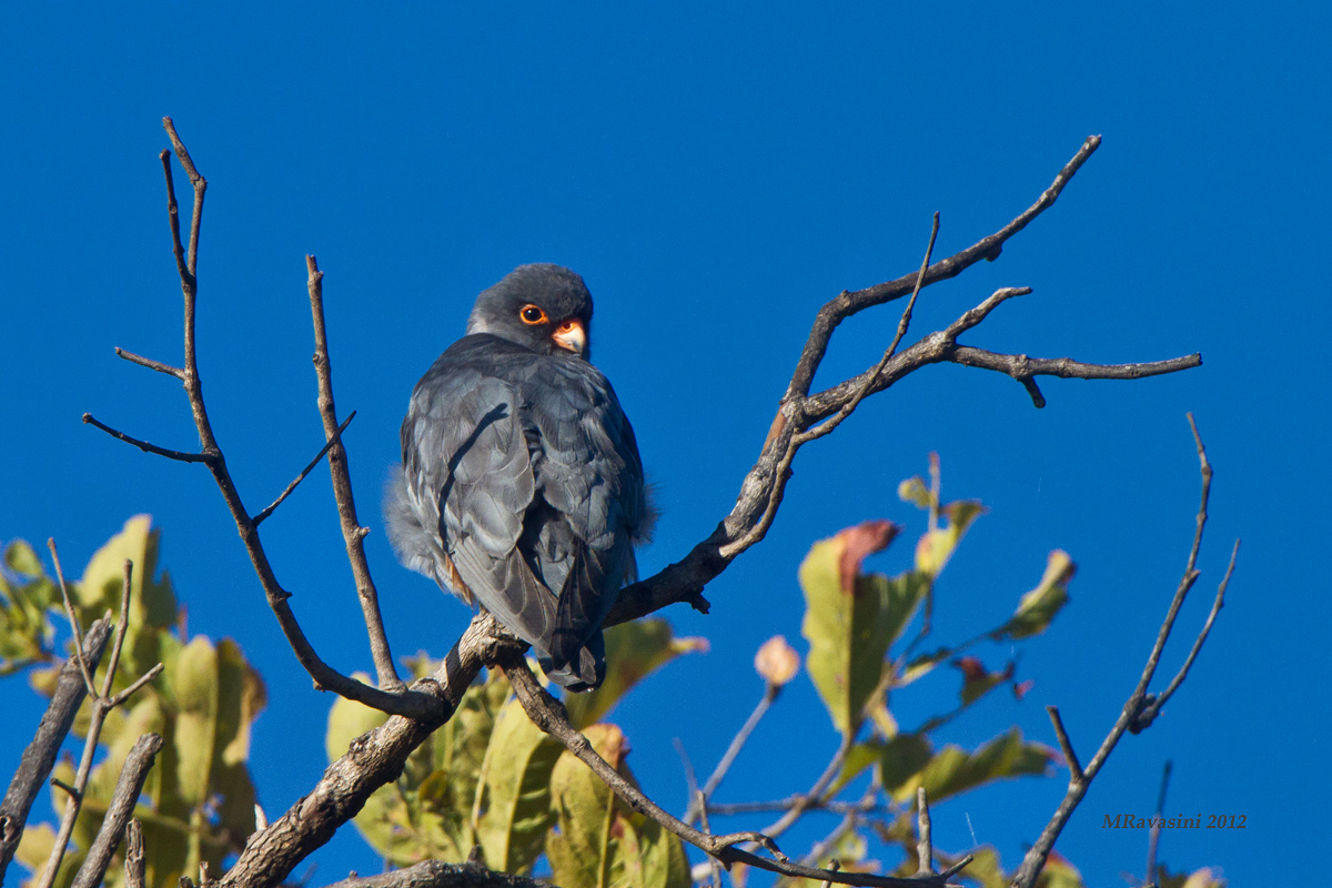Amur Falcon Adult male. Falco dell'Amur maschio adulto