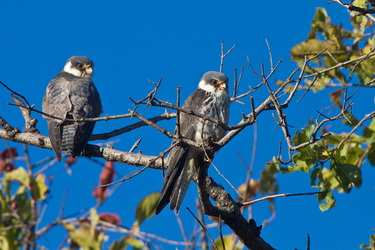 Amur Falcon females. Falco dell'Amur femmine adulte