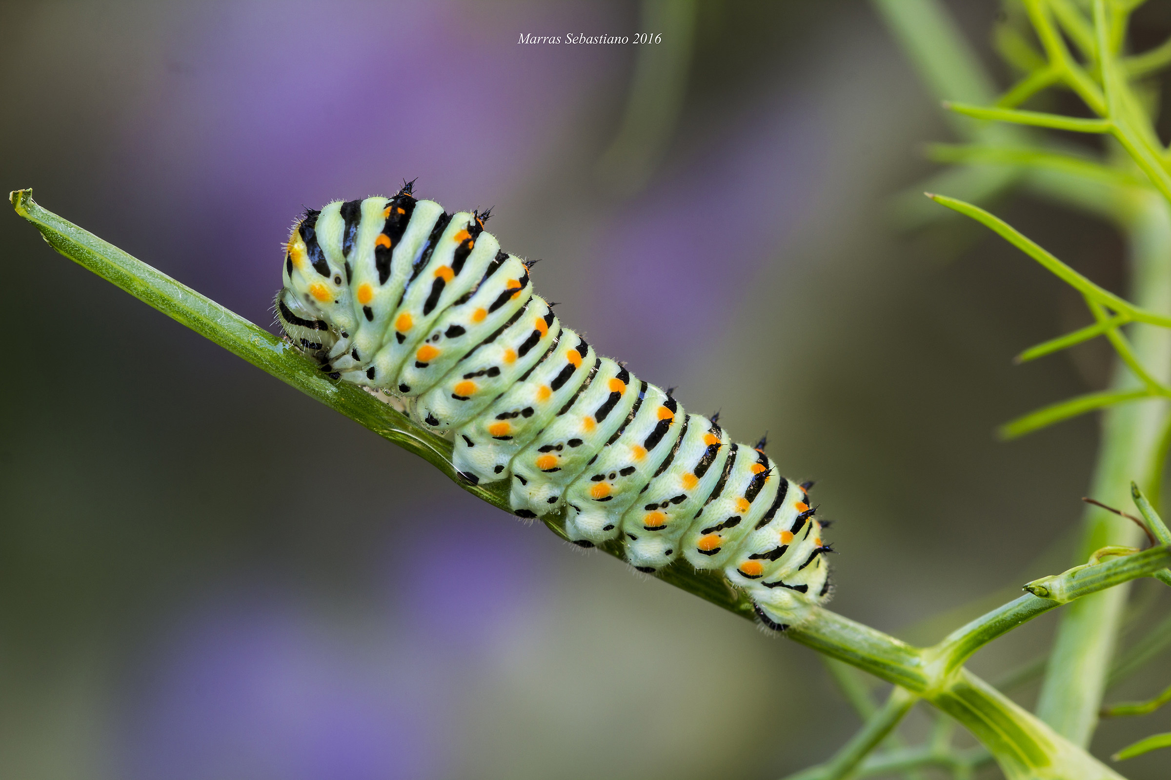 bruco di papilio machaon