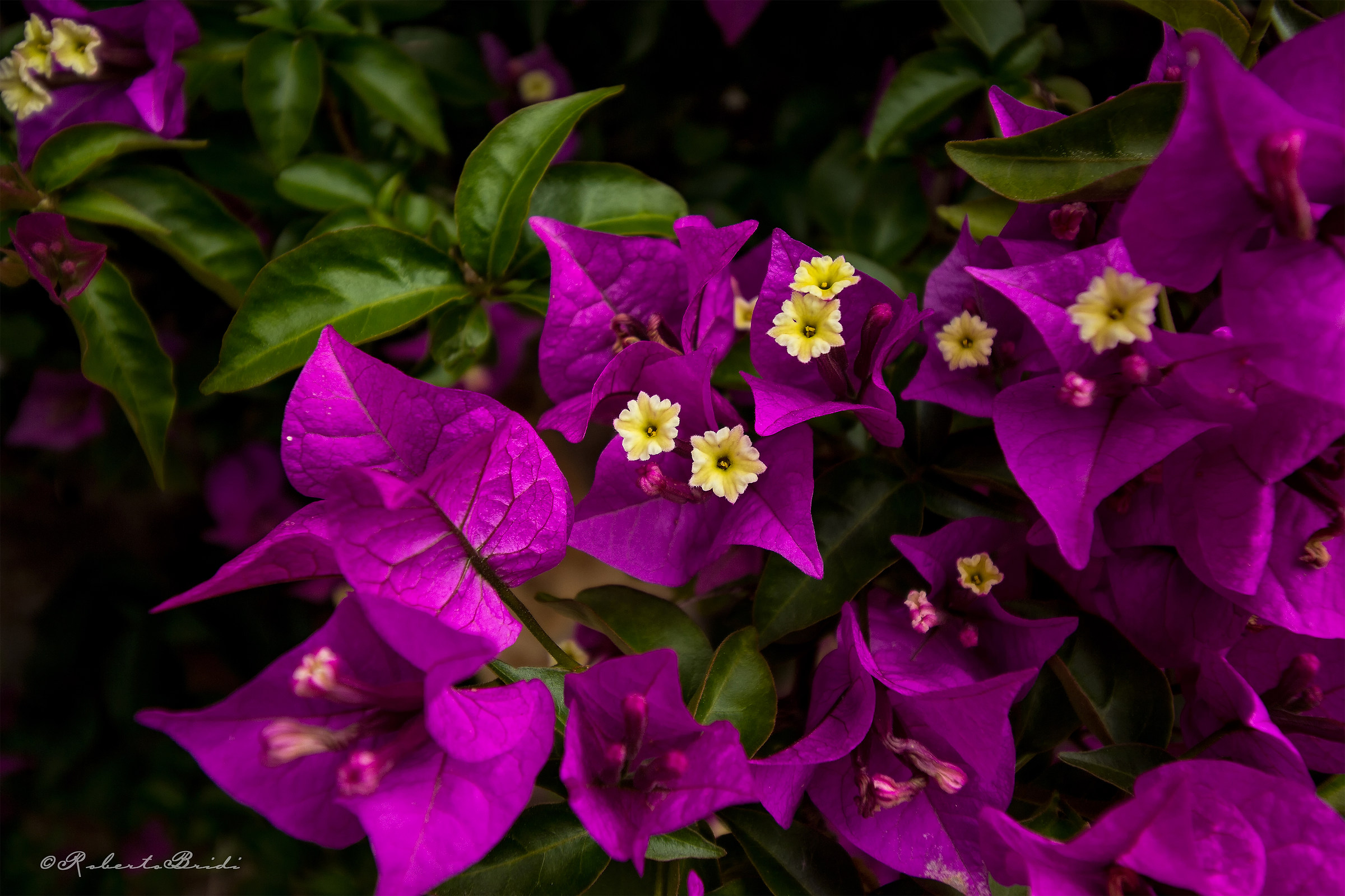 Forse banale ma piacevole